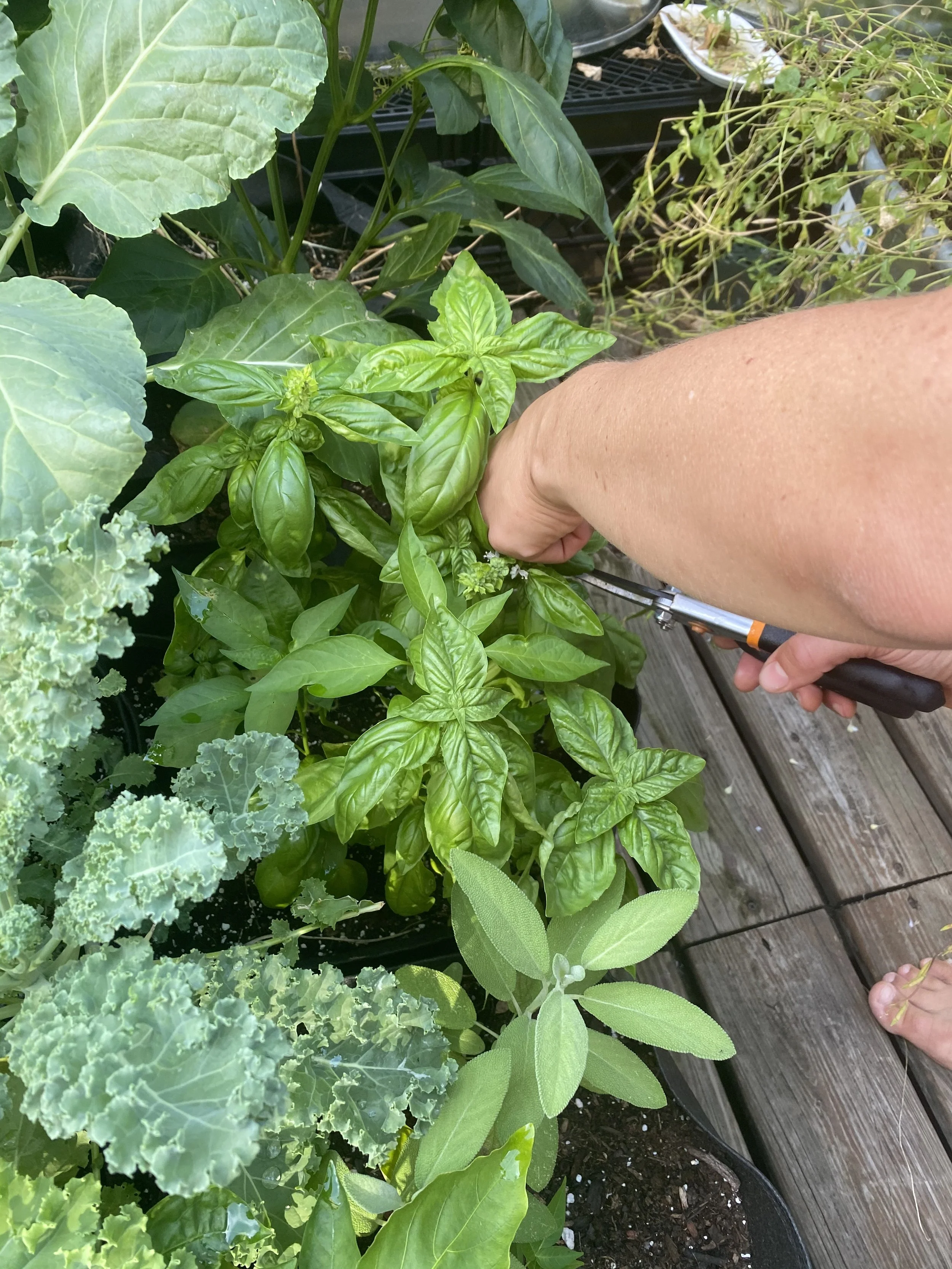 URBAN OASIS_rooftop GARDENING in 2020 IMG_0623.jpeg