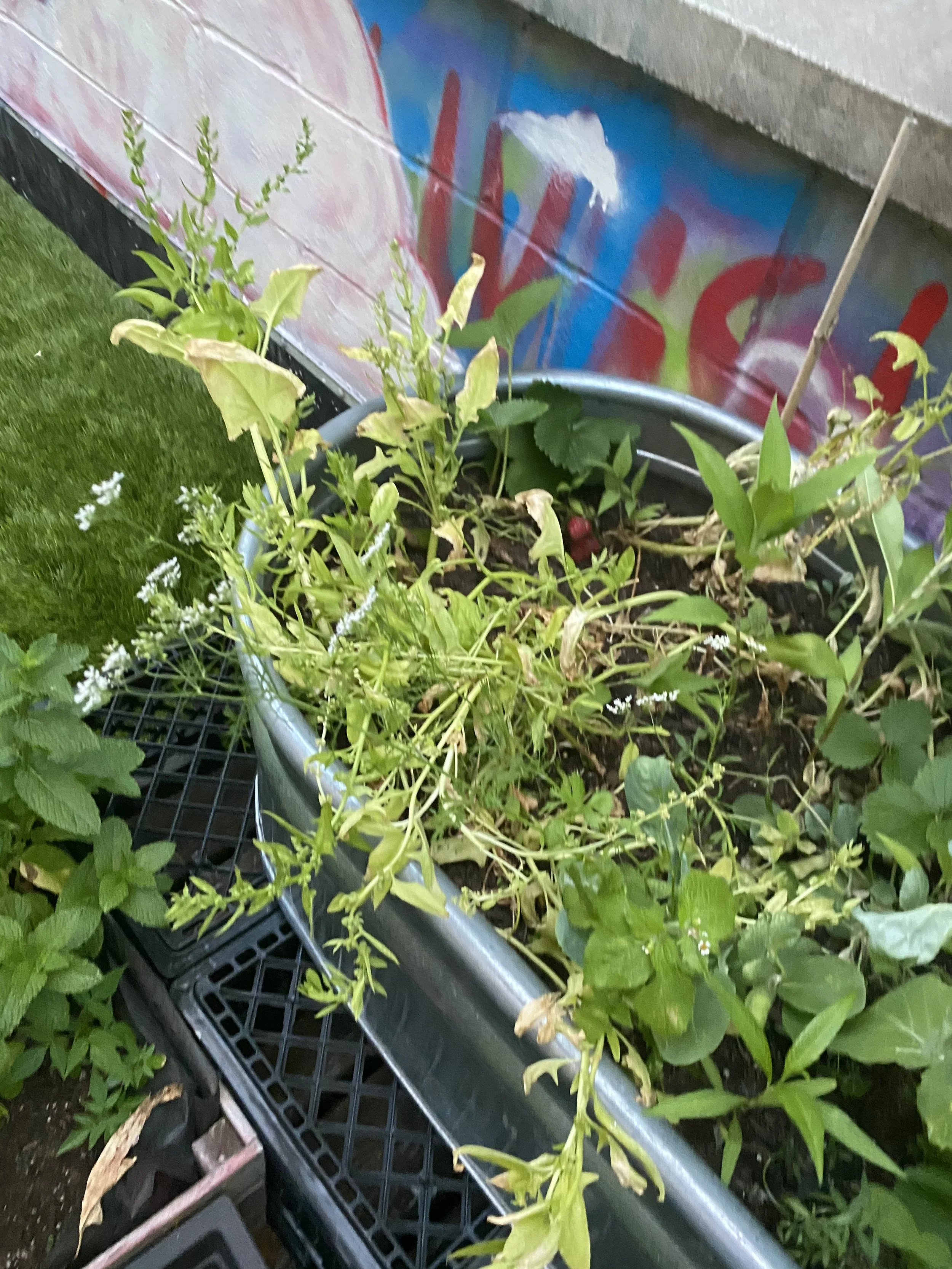 URBAN OASIS_rooftop GARDENING in 2020 _9509.jpeg