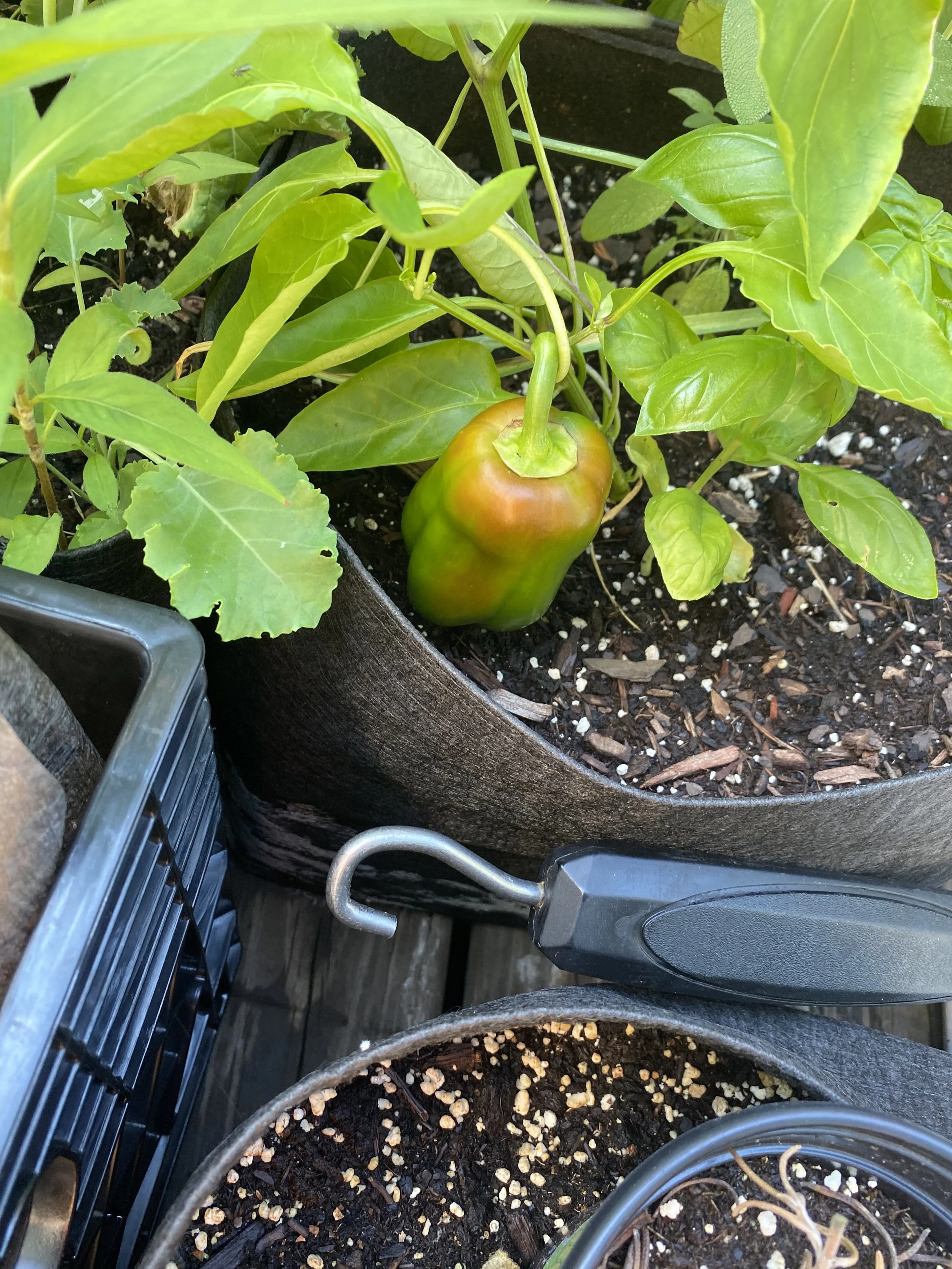 URBAN OASIS_rooftop GARDENING in 2020 _0413.jpeg