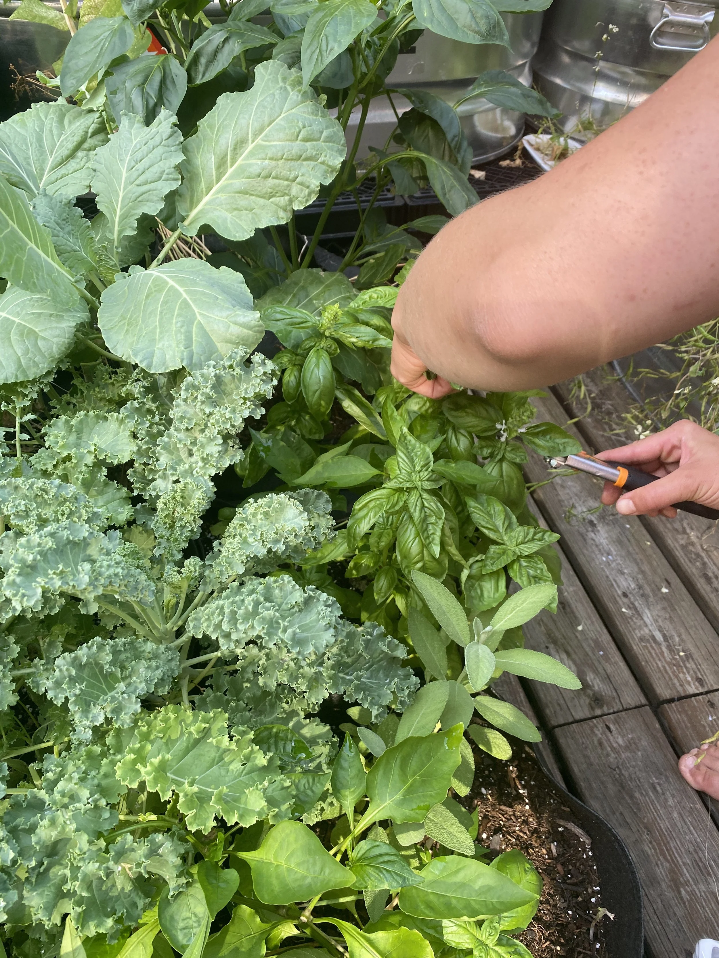 URBAN OASIS_rooftop GARDENING in 2020 IMG_0624.jpeg