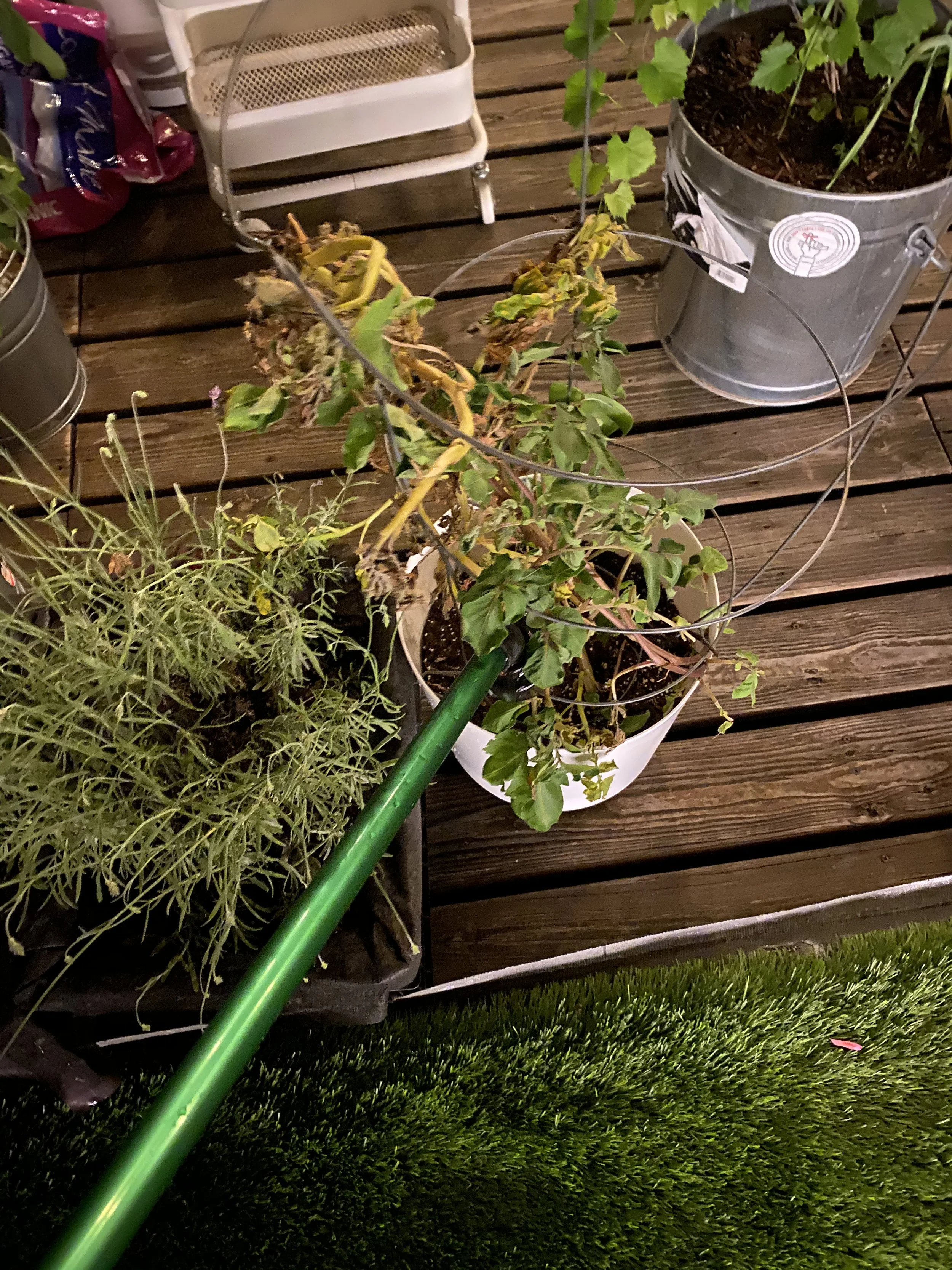URBAN OASIS_rooftop GARDENING in 2020 IMG_9063.jpeg