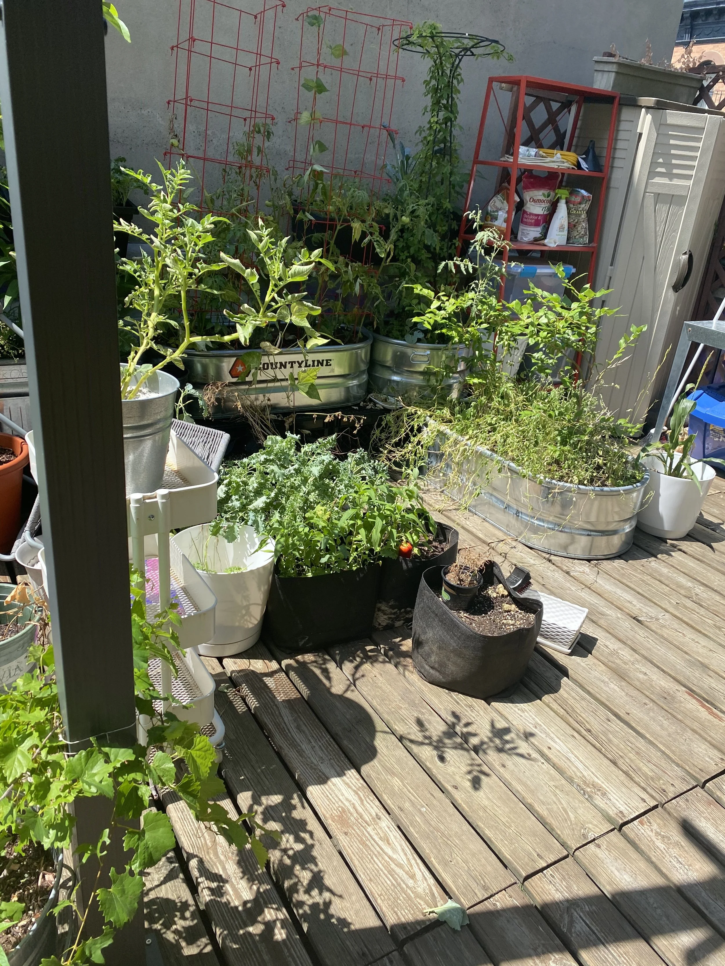 URBAN OASIS_rooftop GARDENING in 2020 IMG_0673.jpeg