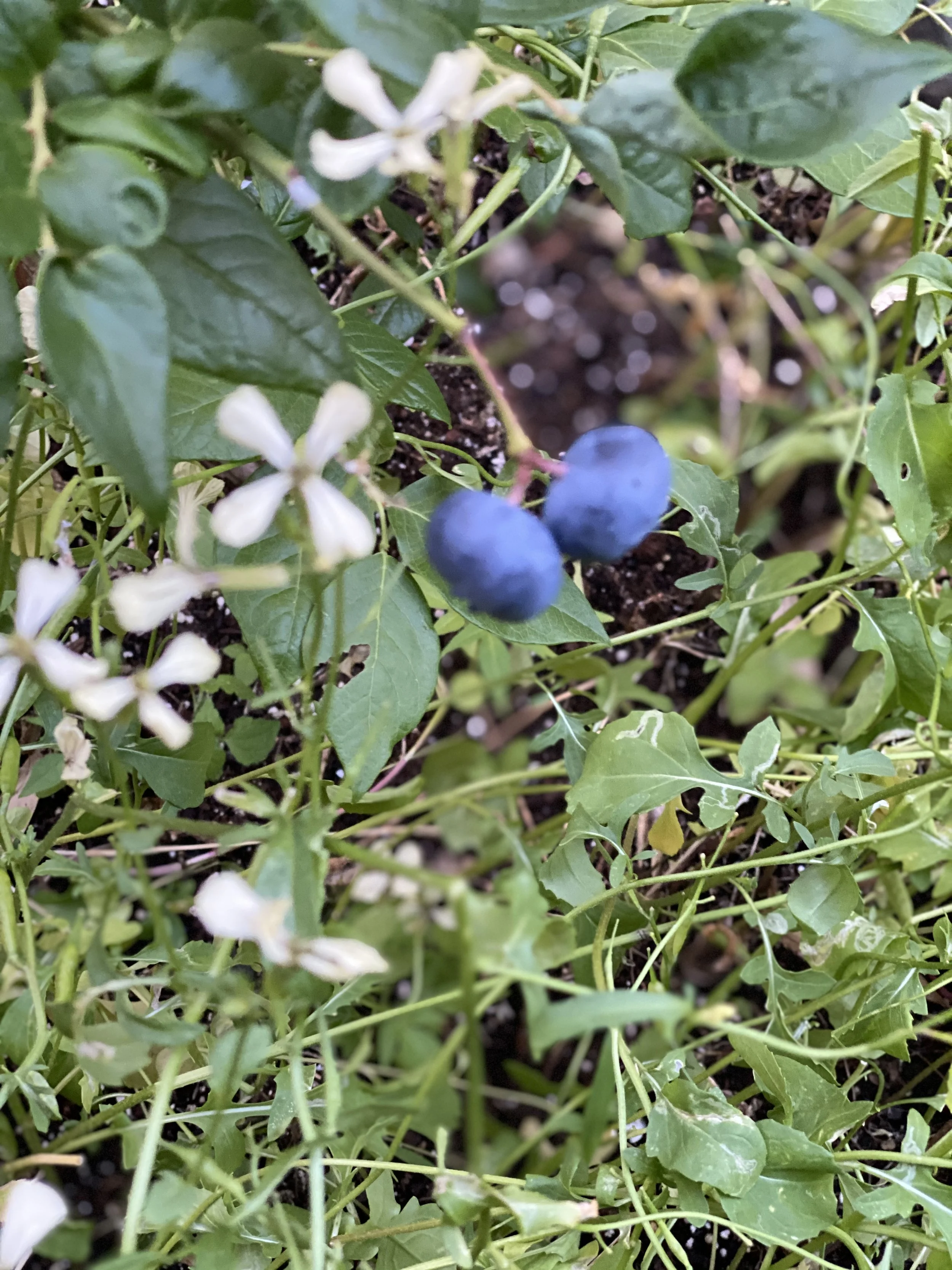 URBAN OASIS_rooftop GARDENING in 2020 IMG_9843.jpg