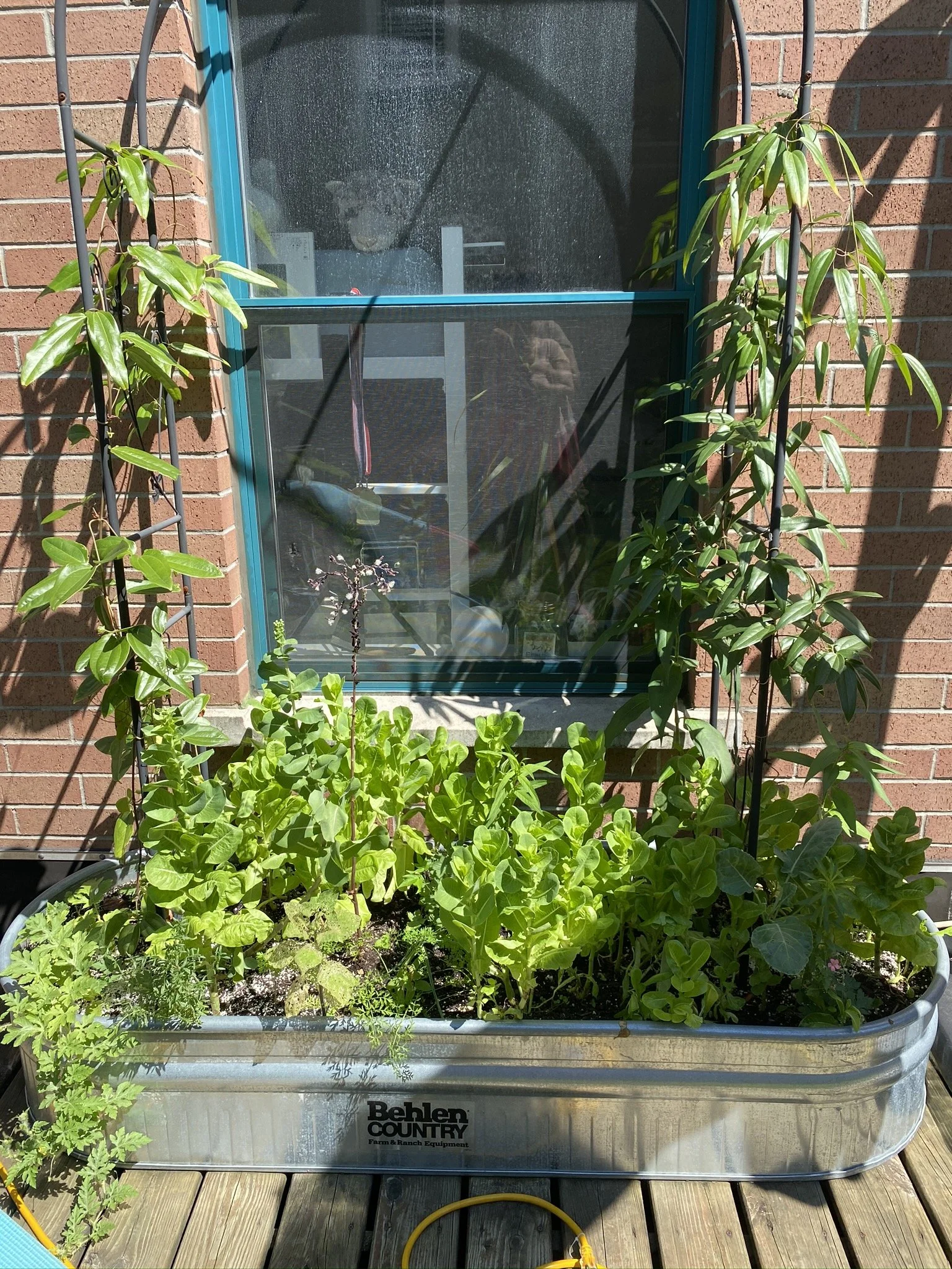 URBAN OASIS_rooftop GARDENING in 2020 _0007.JPG