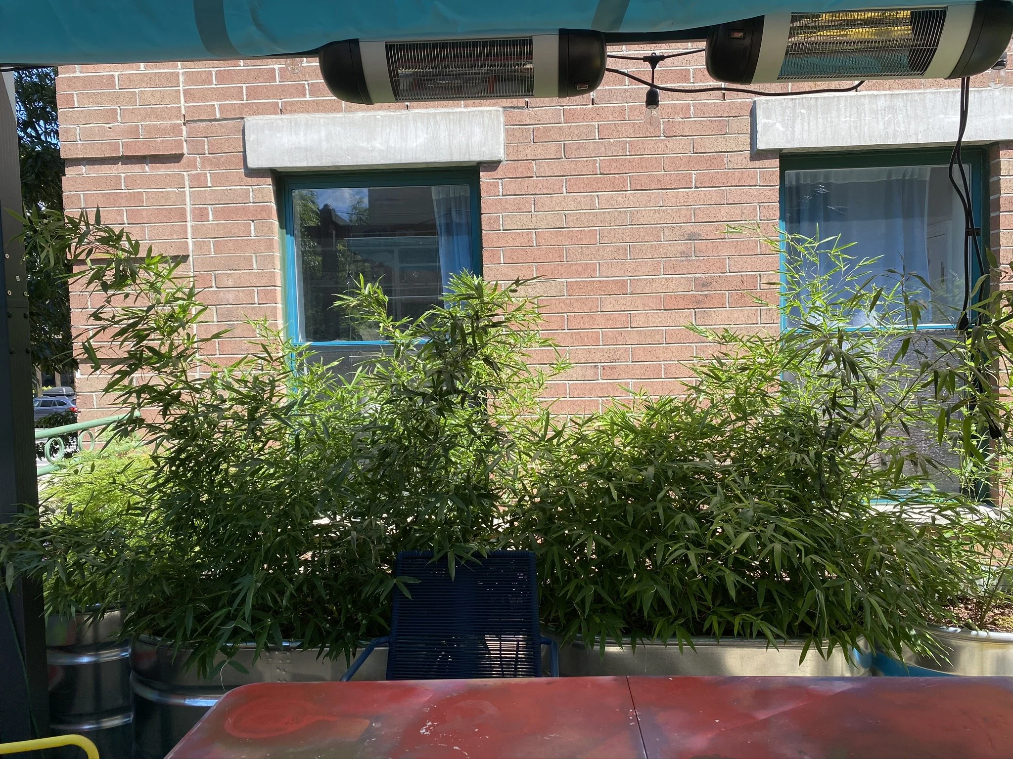 URBAN OASIS_rooftop GARDENING in 2020 _0006.JPG