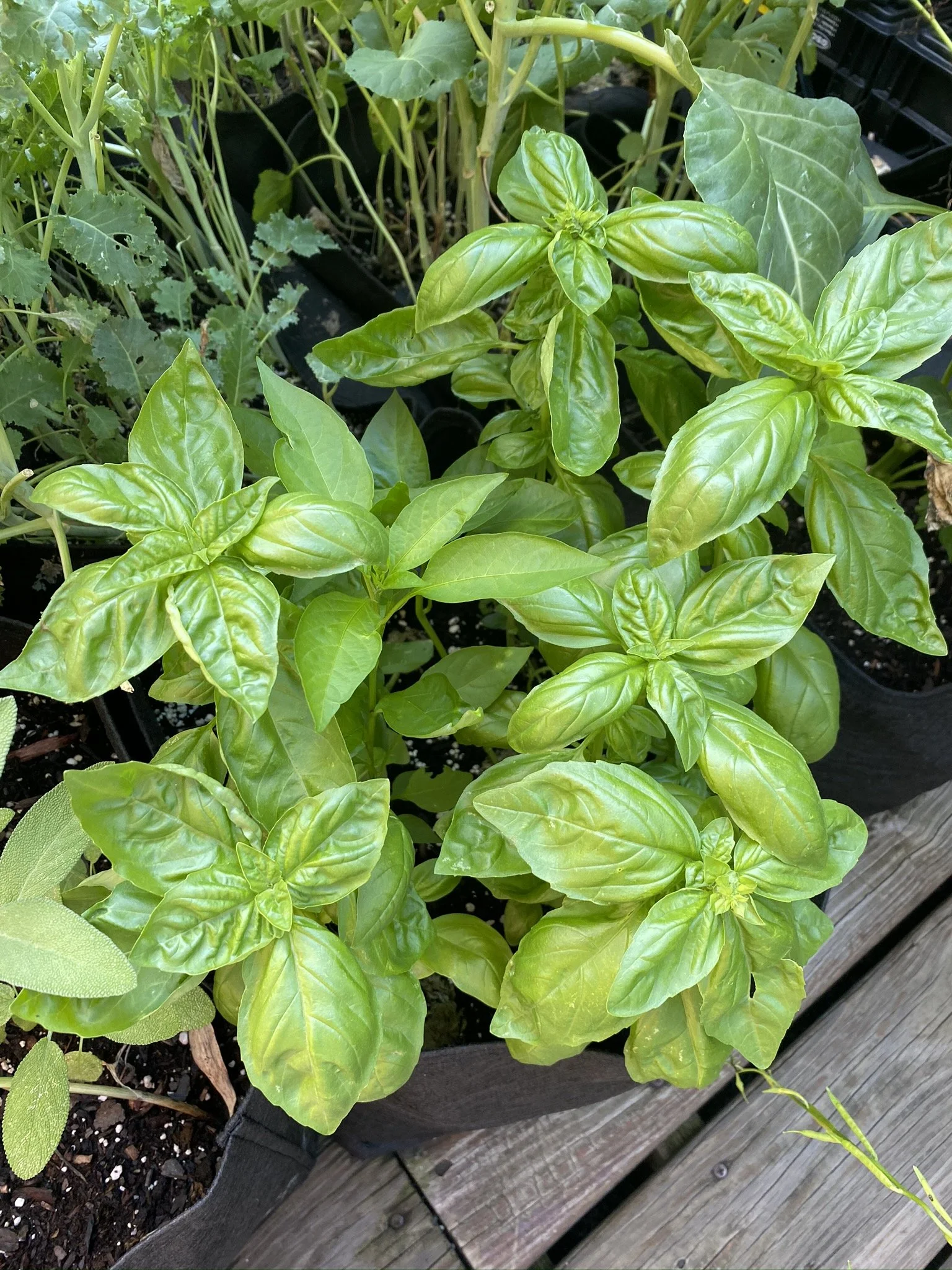 URBAN OASIS_rooftop GARDENING in 2020 _0005.JPG