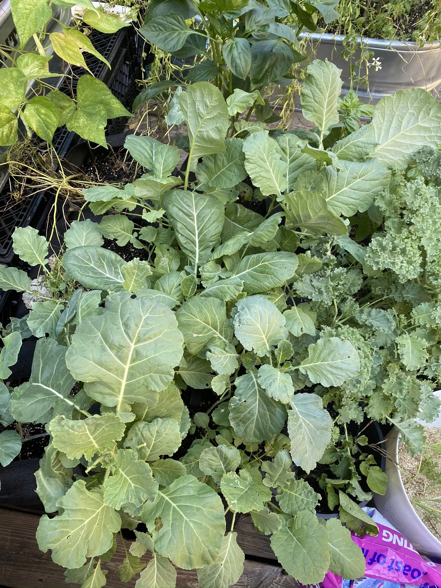 URBAN OASIS_rooftop GARDENING in 2020 _0003.JPG