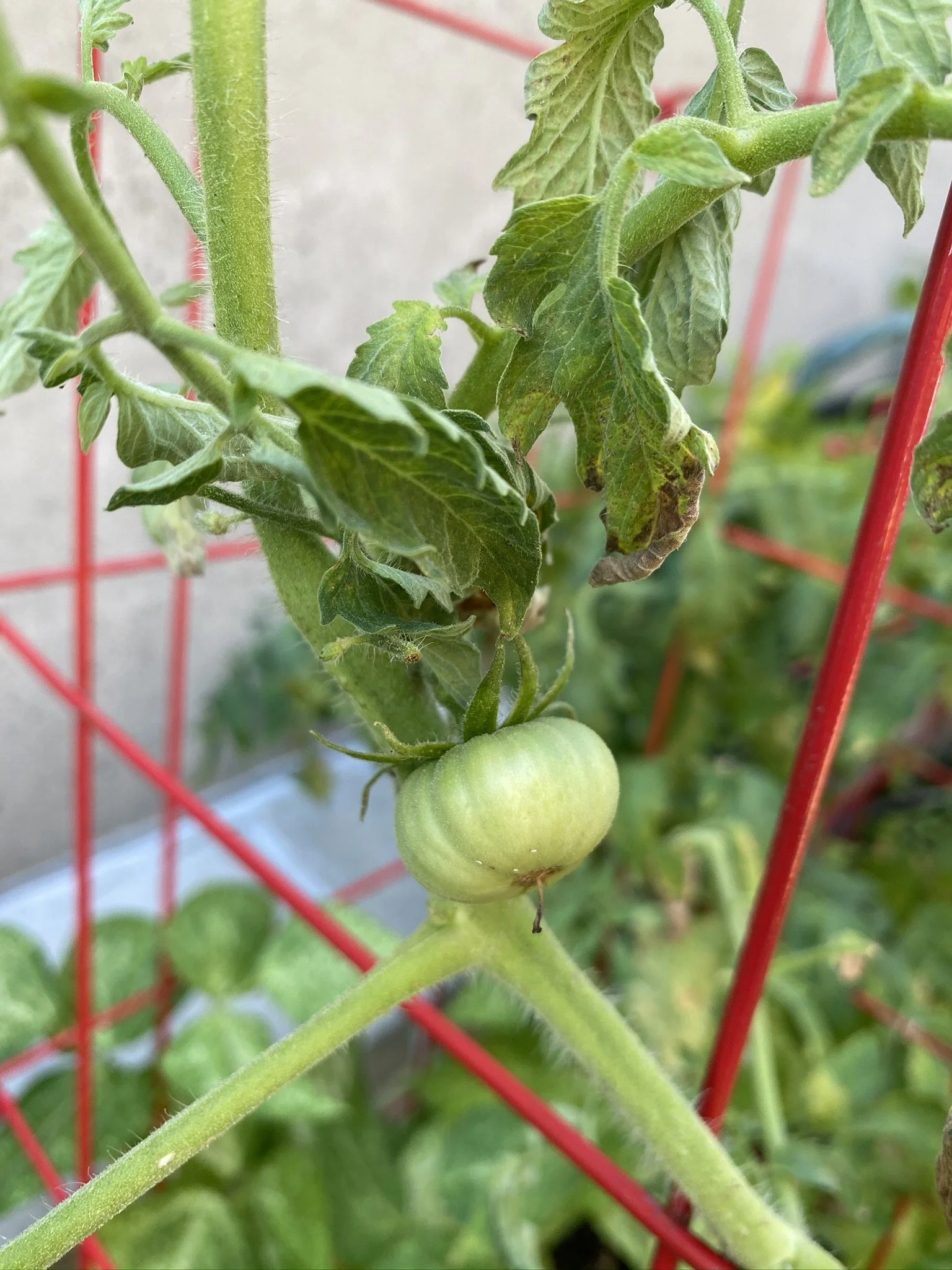 URBAN OASIS_rooftop GARDENING in 2020 _0002.JPG