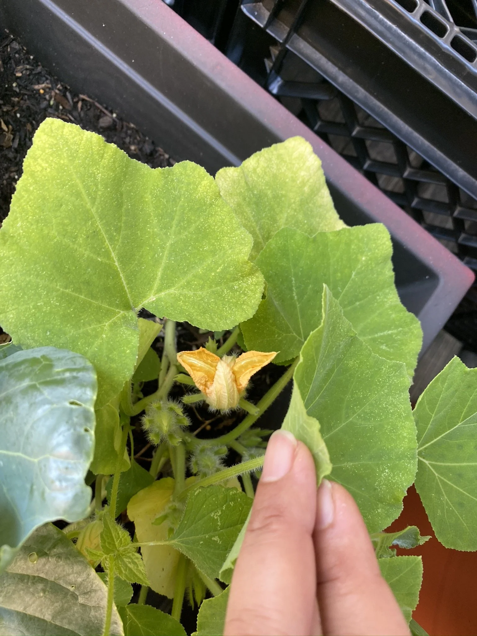 URBAN OASIS_rooftop GARDENING in 2020 _0001.JPG