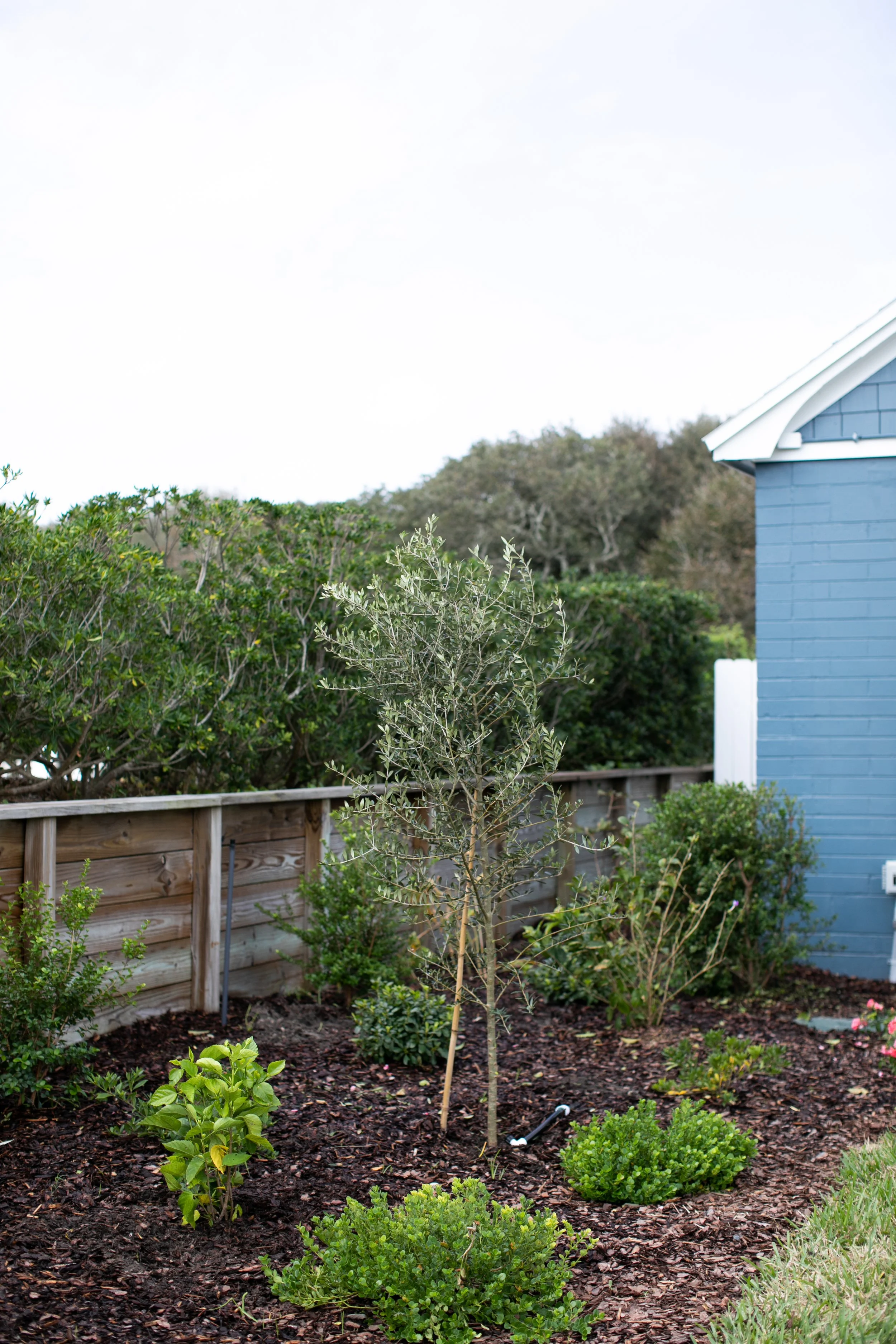 BLUEBIRD GROWERS JACKSONVILLE FLORIDA LANDSCAPERS_111422-30.jpg