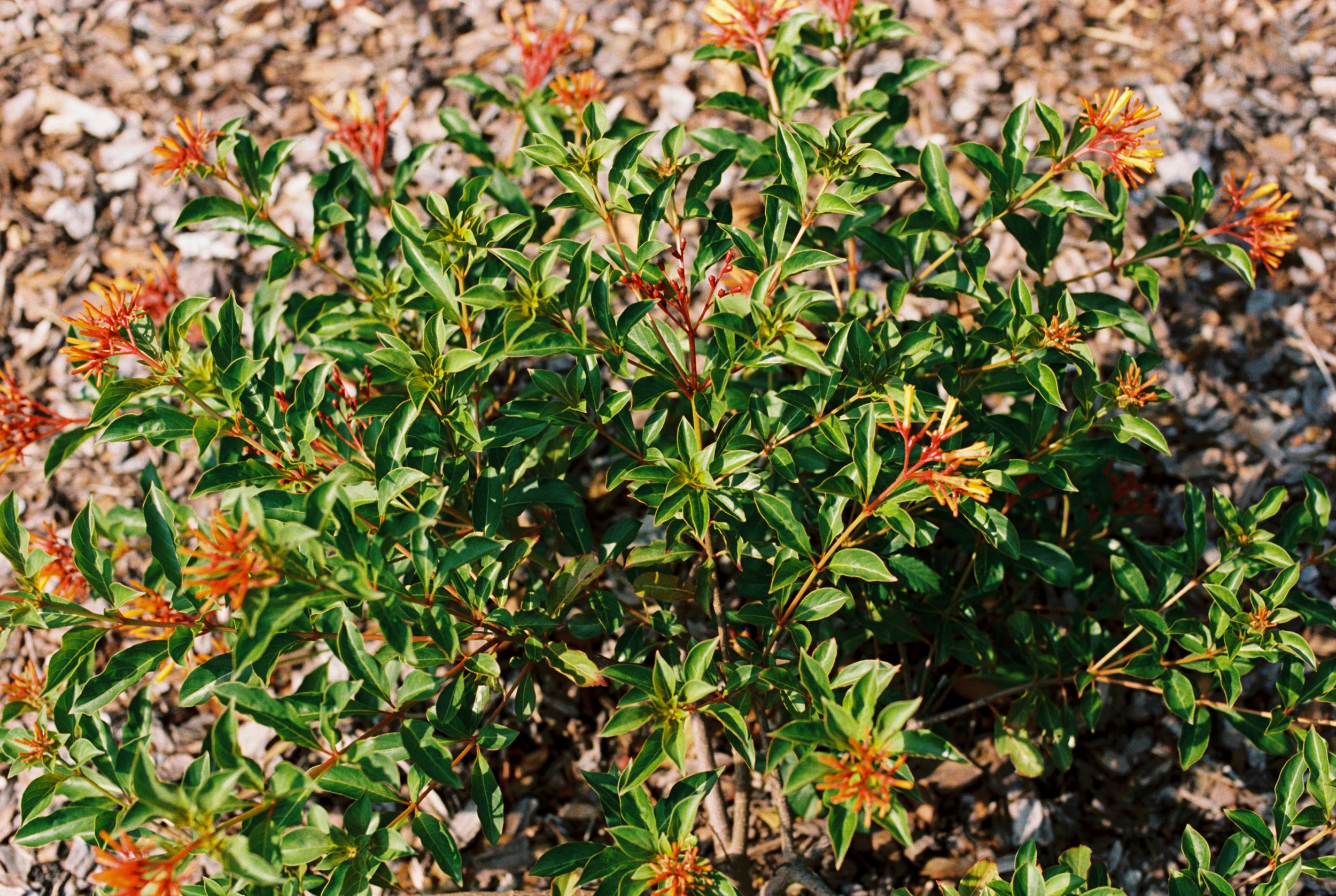 Bluebird Growers_JacksonvilleFloridalandscapers_-9.jpg