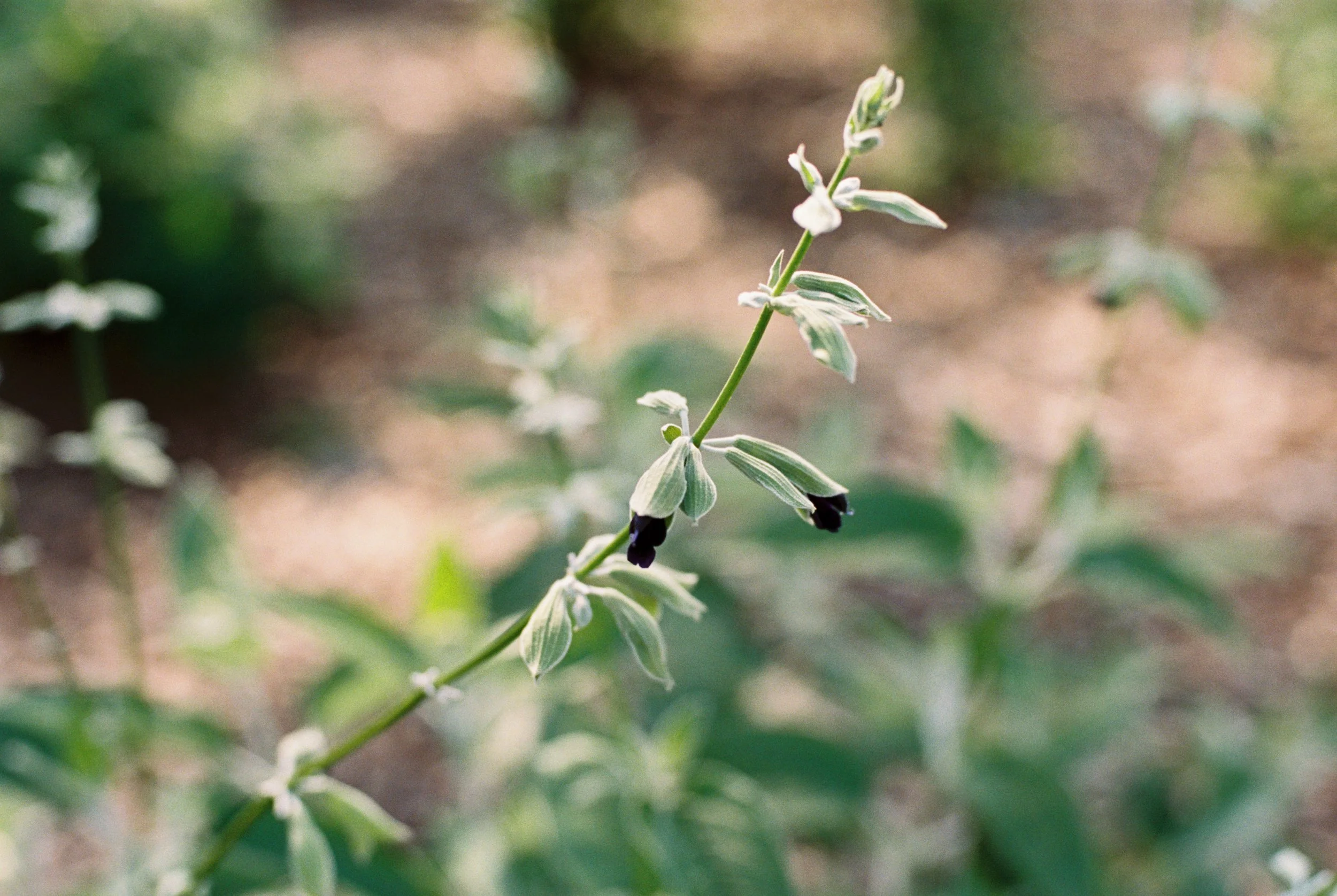 Bluebird Growers_JacksonvilleFloridalandscapers_-33.jpg