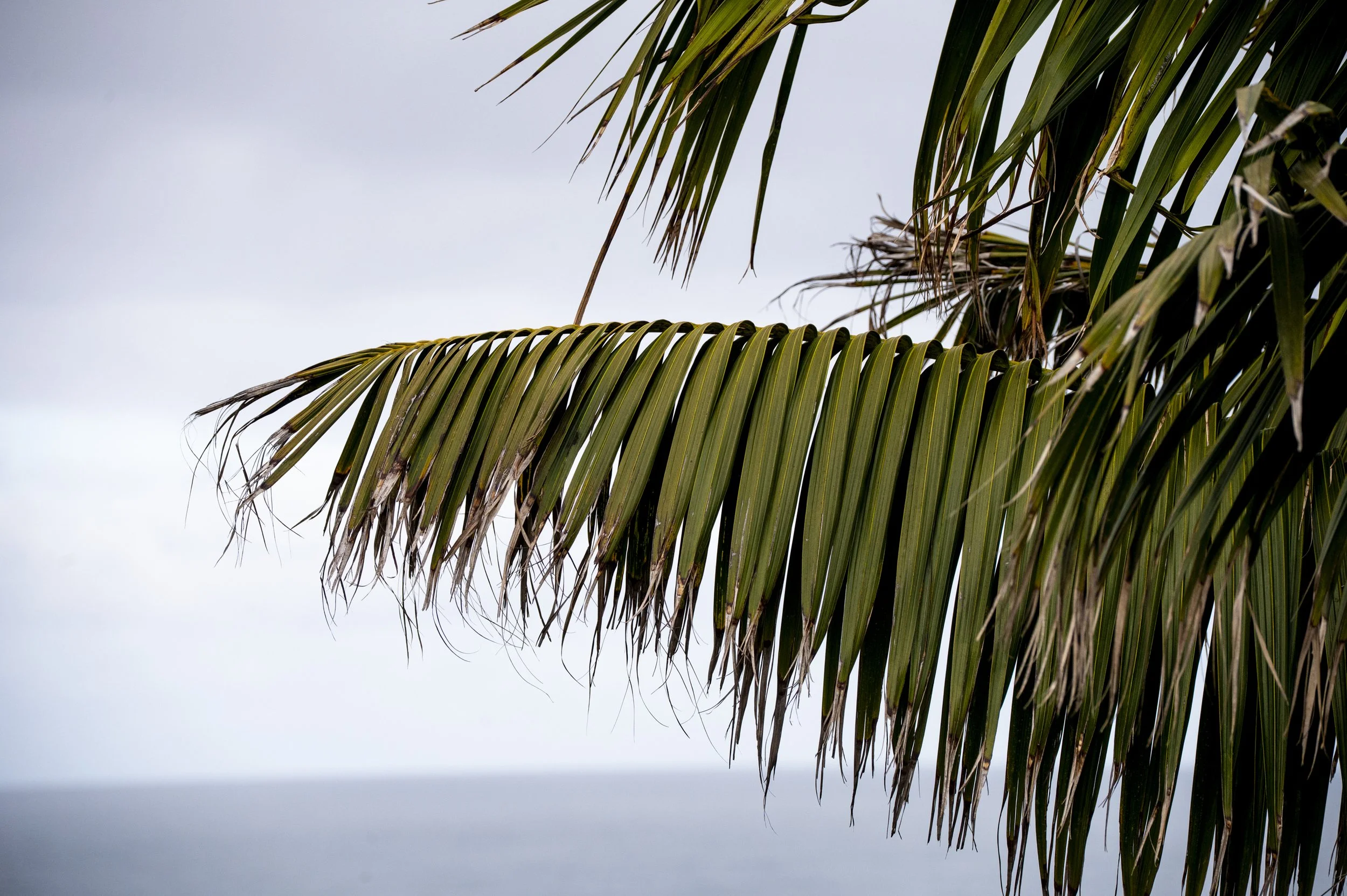 Close-up of green palm fronds against a cloudy sky with a hint of ocean in the background.