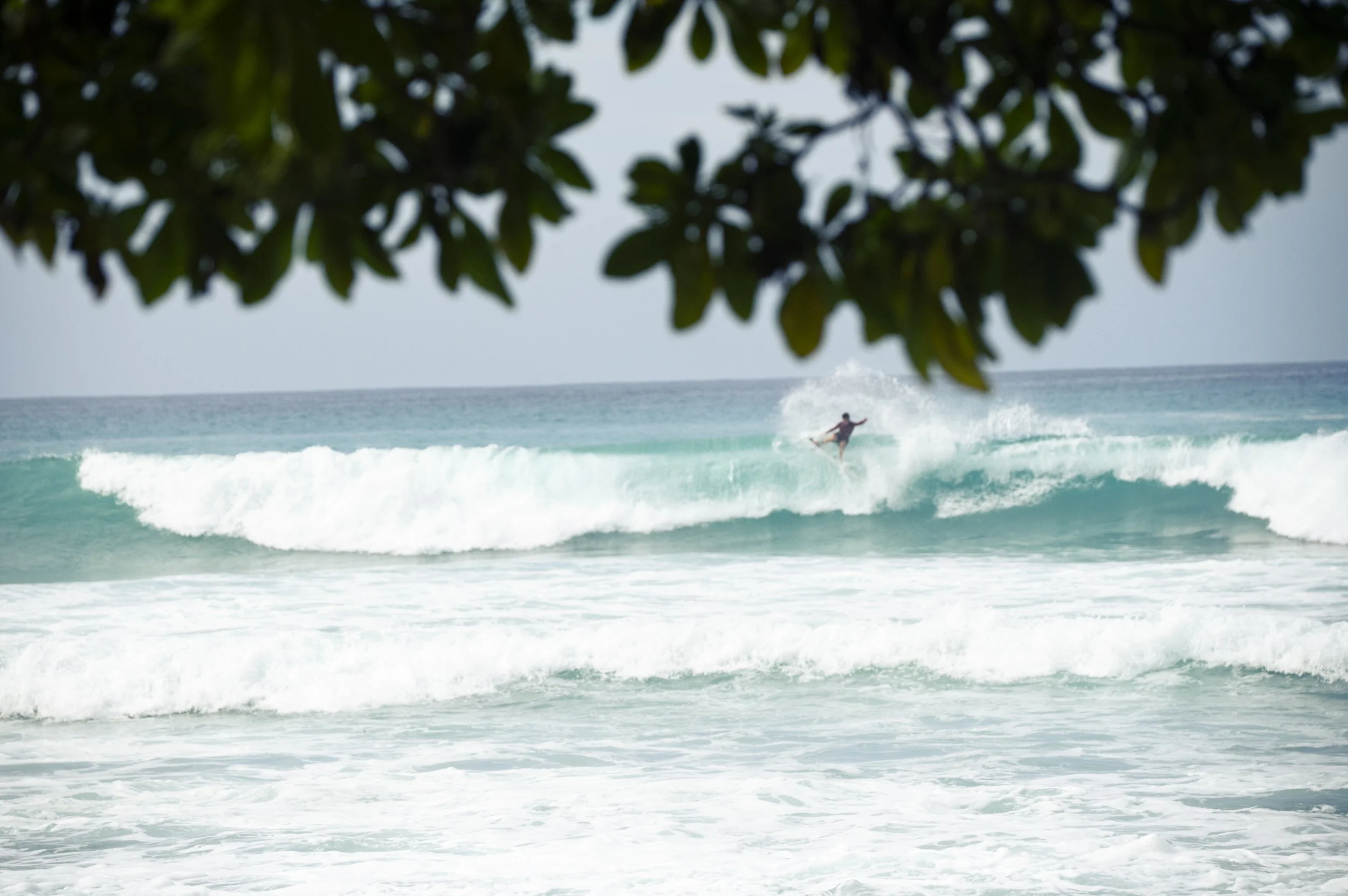 A person surfing on a wave in the ocean, viewed through leaves of a tree in the foreground.