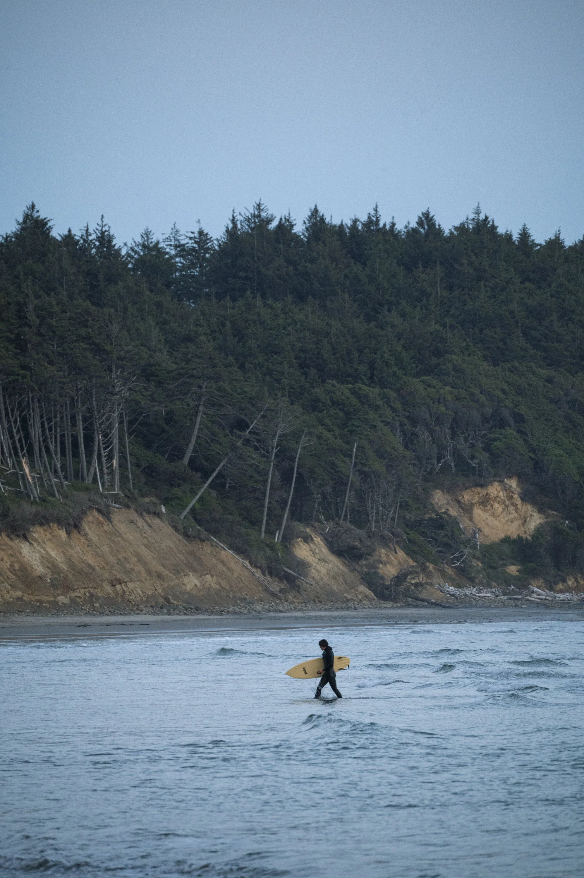A person walking in shallow ocean water carrying a surfboard with a forested cliff in the background.