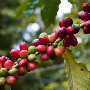 Tanzania Peaberry Mondul