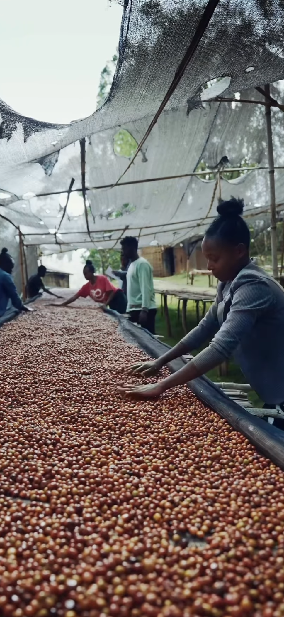 Ethiopia Sidamo Keramo Adama