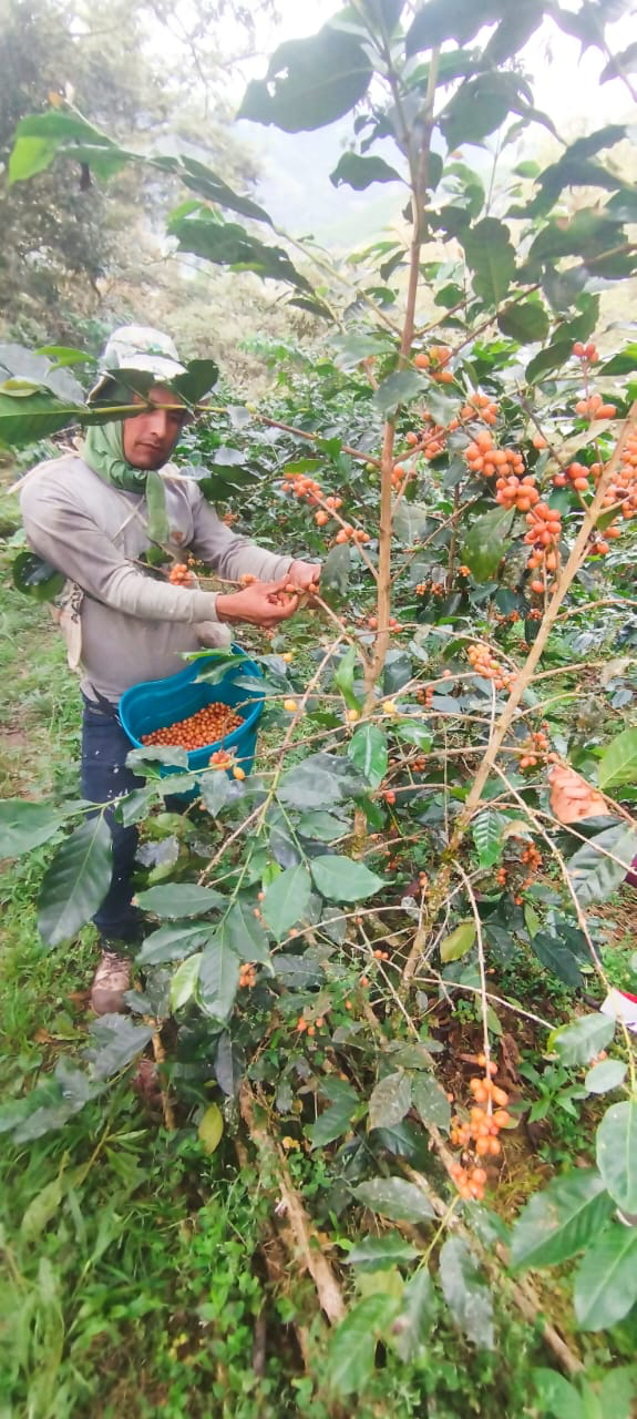 Orange_Bourbon_Peru.png