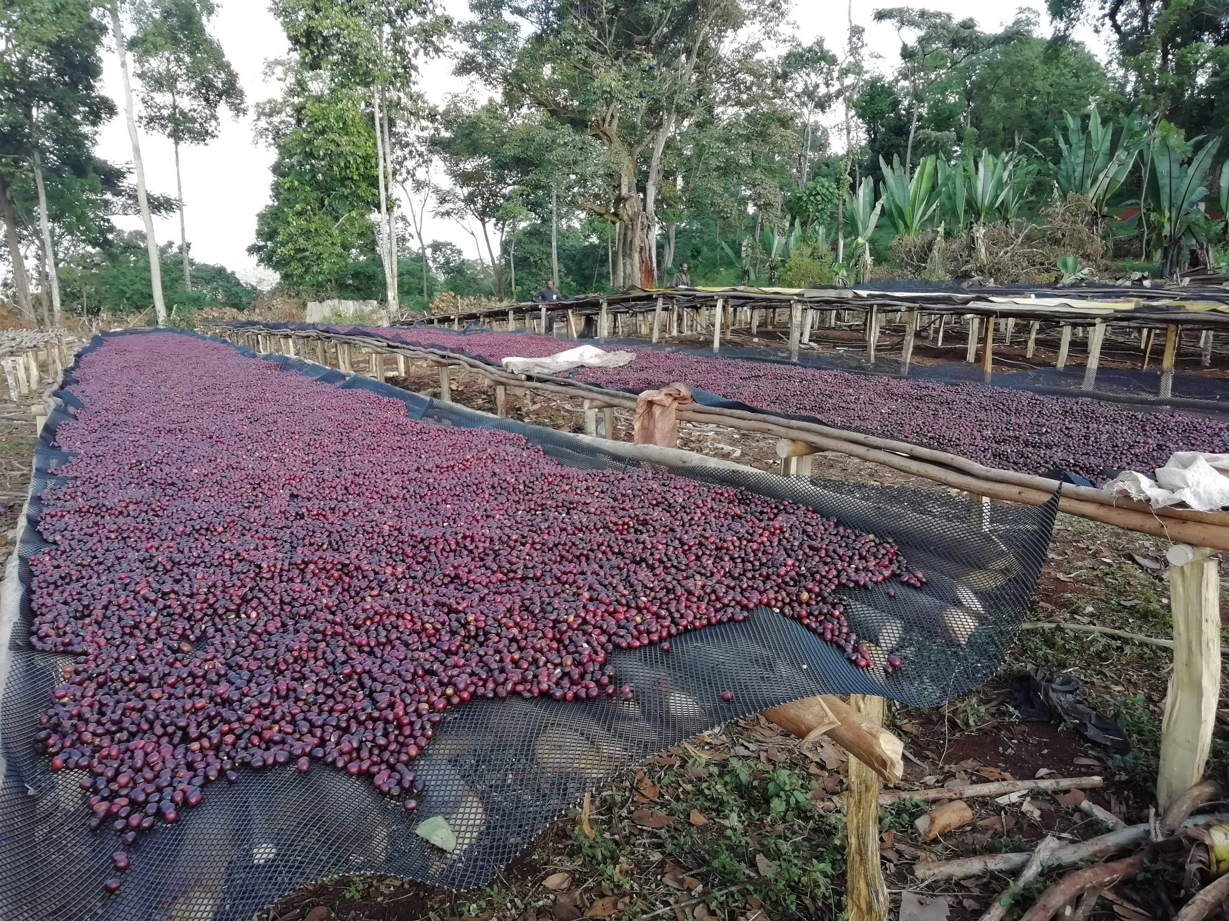 Ethiopia Sidamo Shakiso