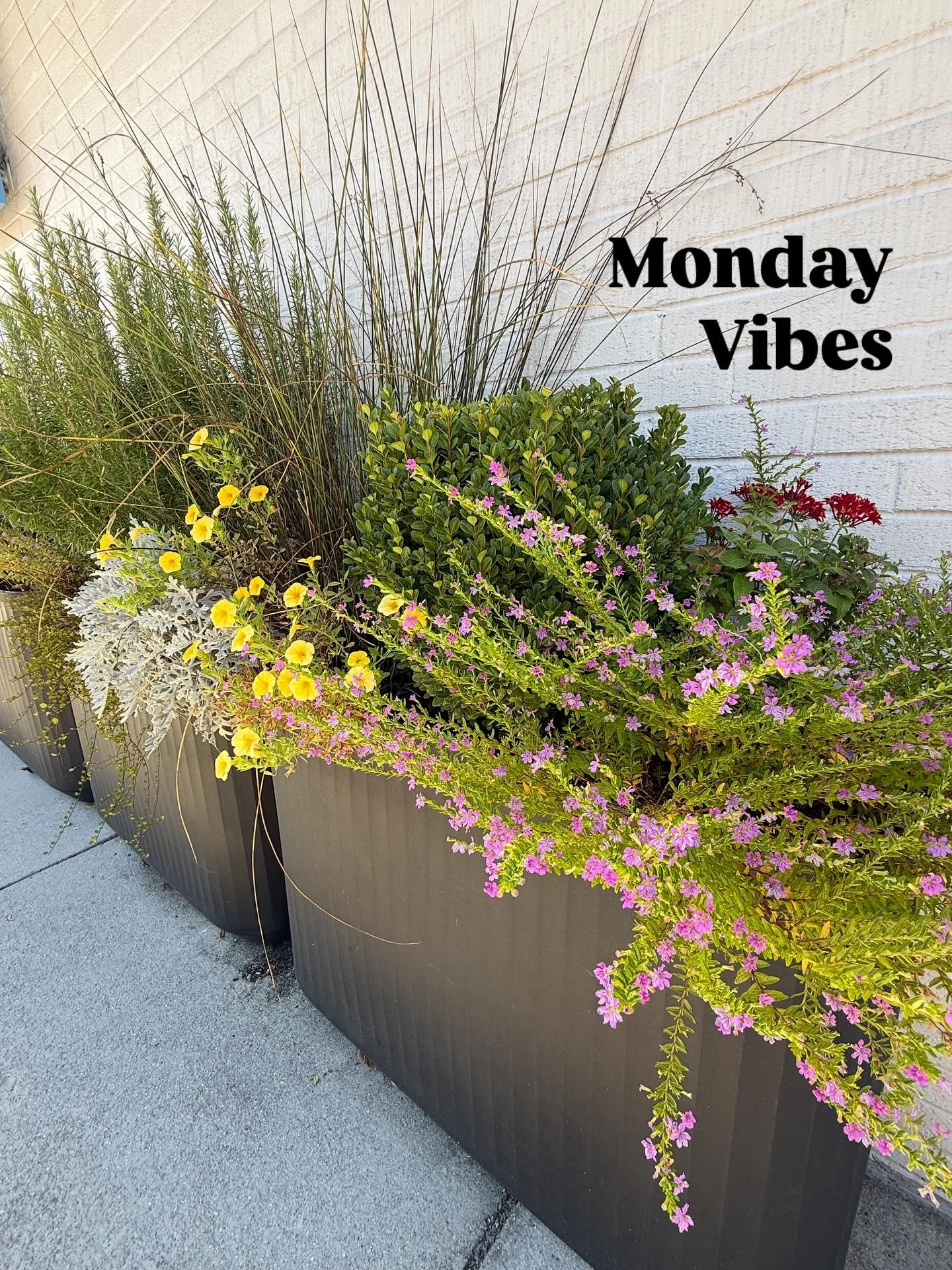 Just a wonderful Monday happy to keep the vibes vibing! Have a blessed week everyone.🙌🏽