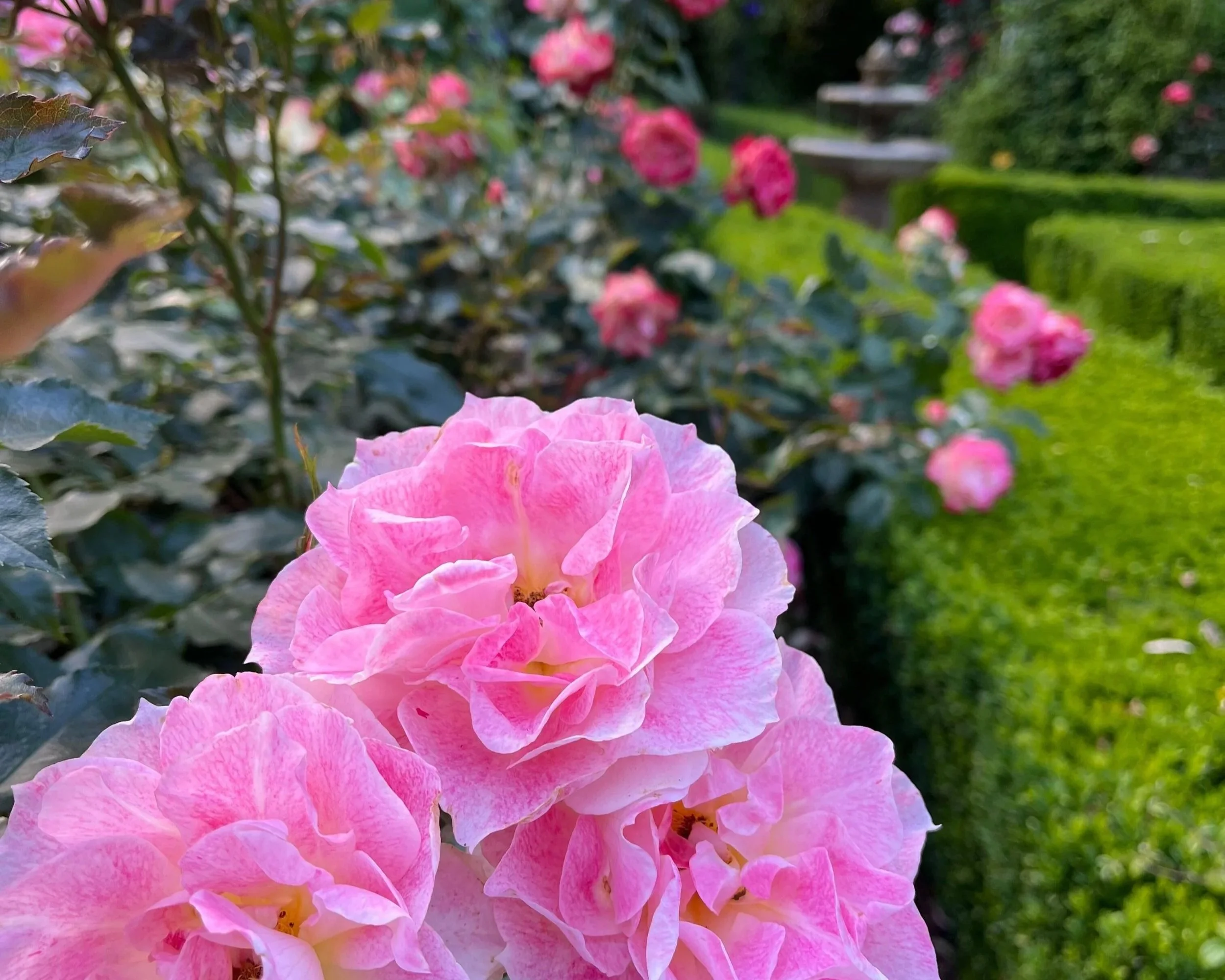 Comin’ up roses
