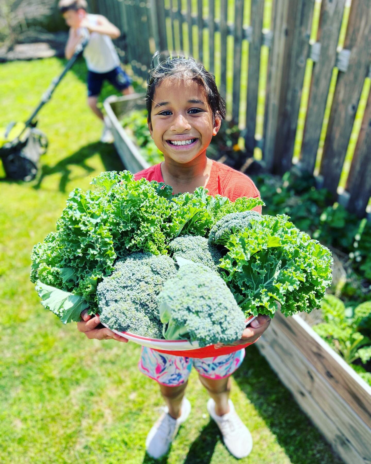 Had our first big harvest from our garden this weekend! 

Strawberries, kale, broccoli and lettuce 🥰 

#weekendoutside #homegarden #homegardening #familyfun #weekendfun #homegrown #homegrownfood #homegrownveggies #yum