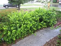 Horizontal Coco Plum