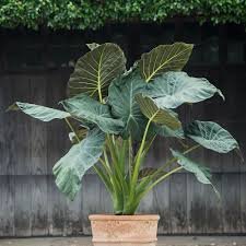 Alocasia Regal Shield