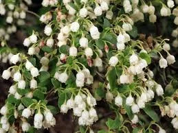 Sparkleberry Tree