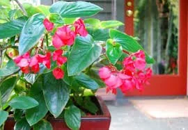 Dragon Wing Begonia