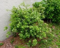 Dwarf Simpson Stopper