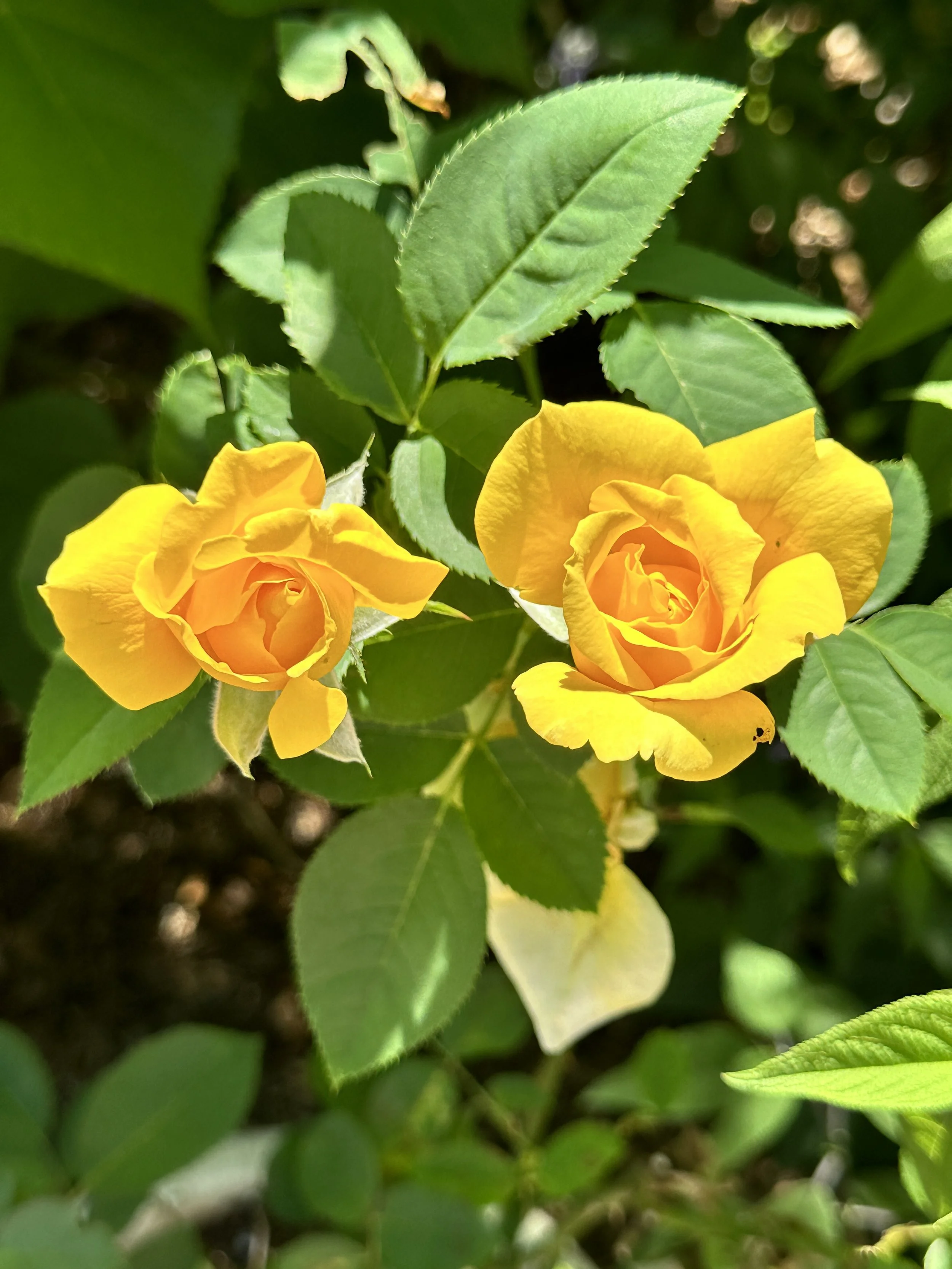 Landscape maintenace not landscape design