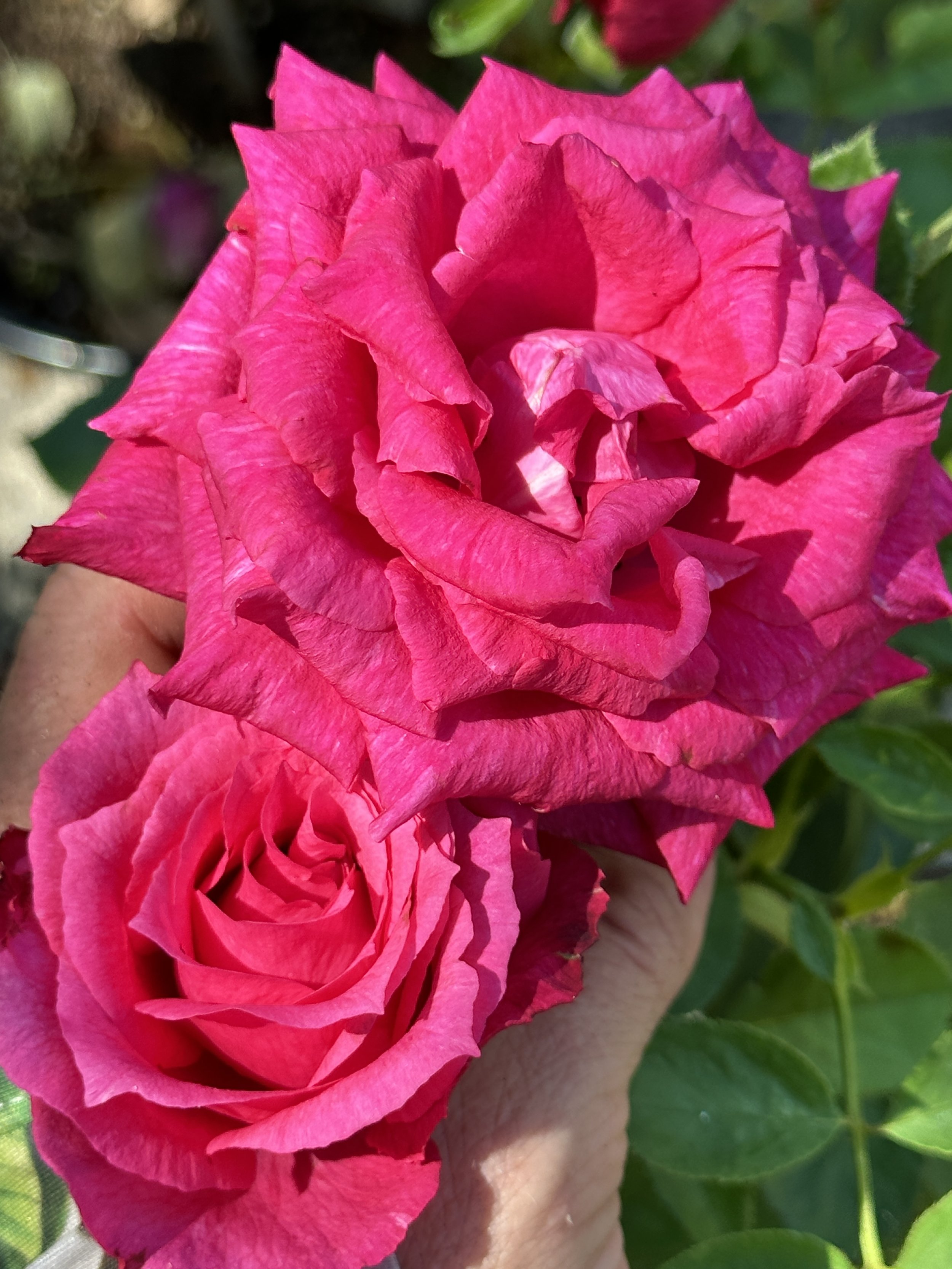 Gardening for hot climates