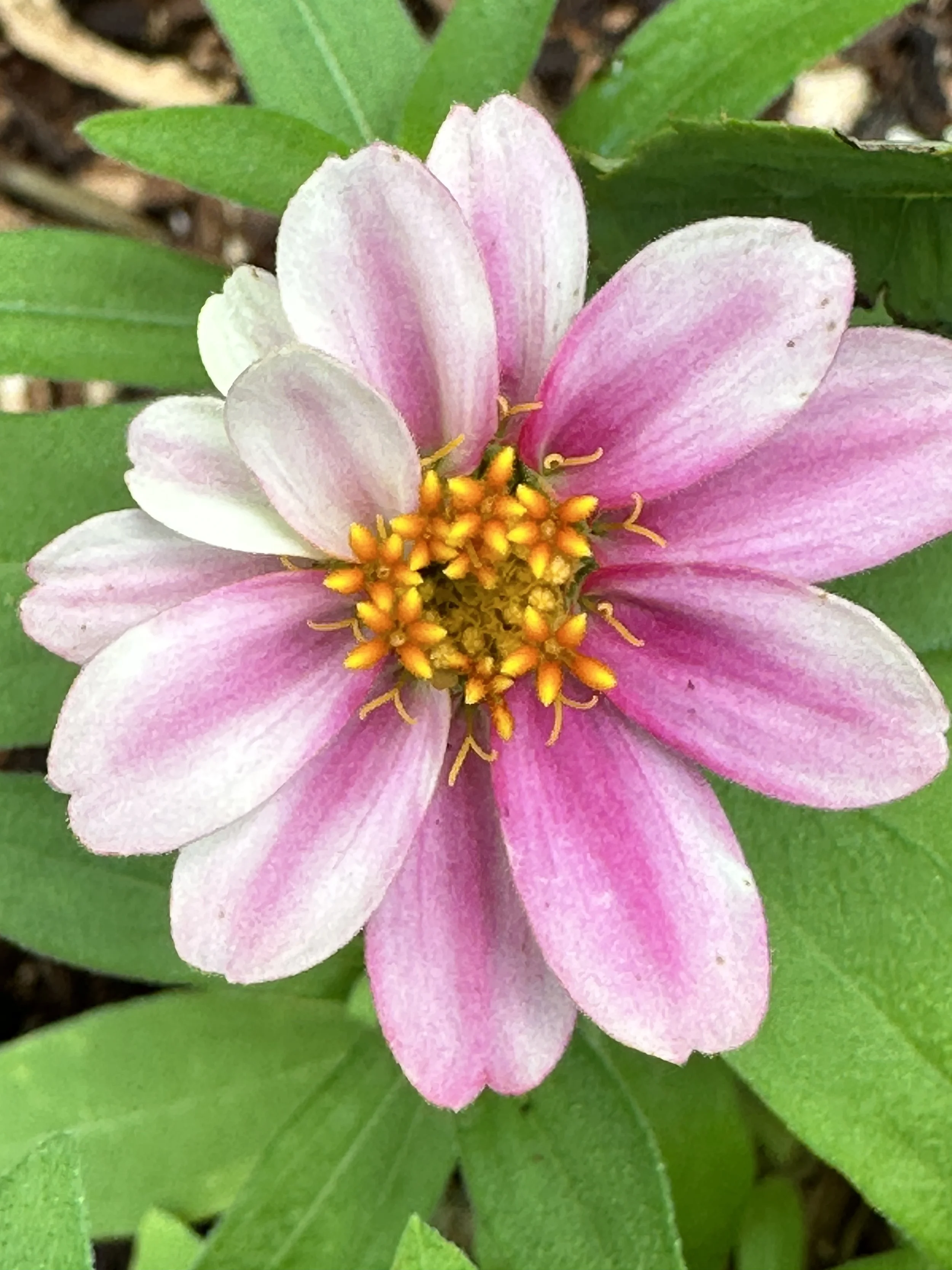 3 Plants not used in the FL landscape I think should be