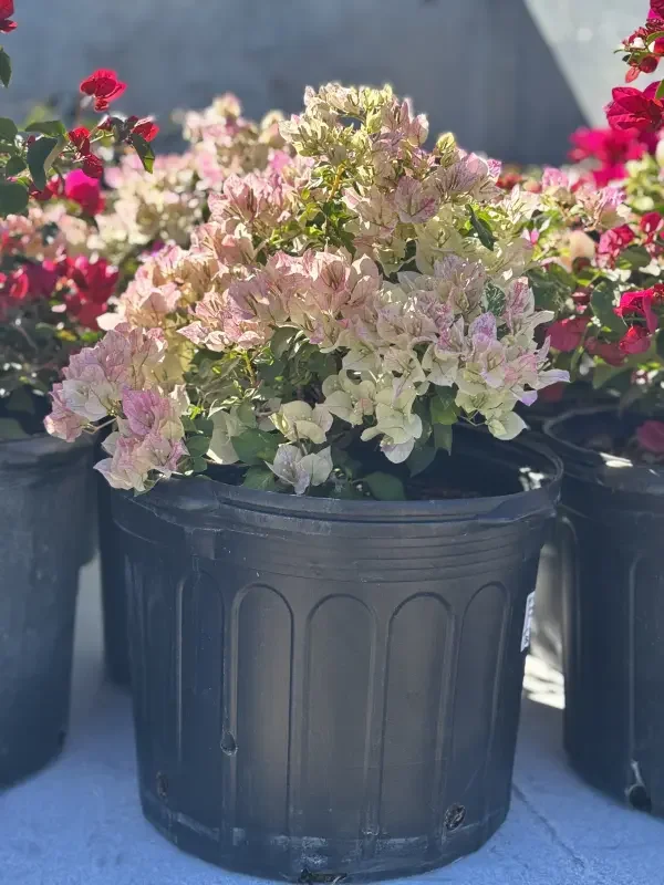 Bougainvillea 'Sunstone White'