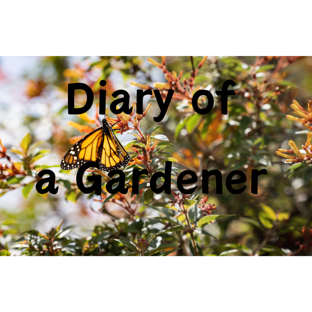 Diary of a Gardener: Happy New Year 