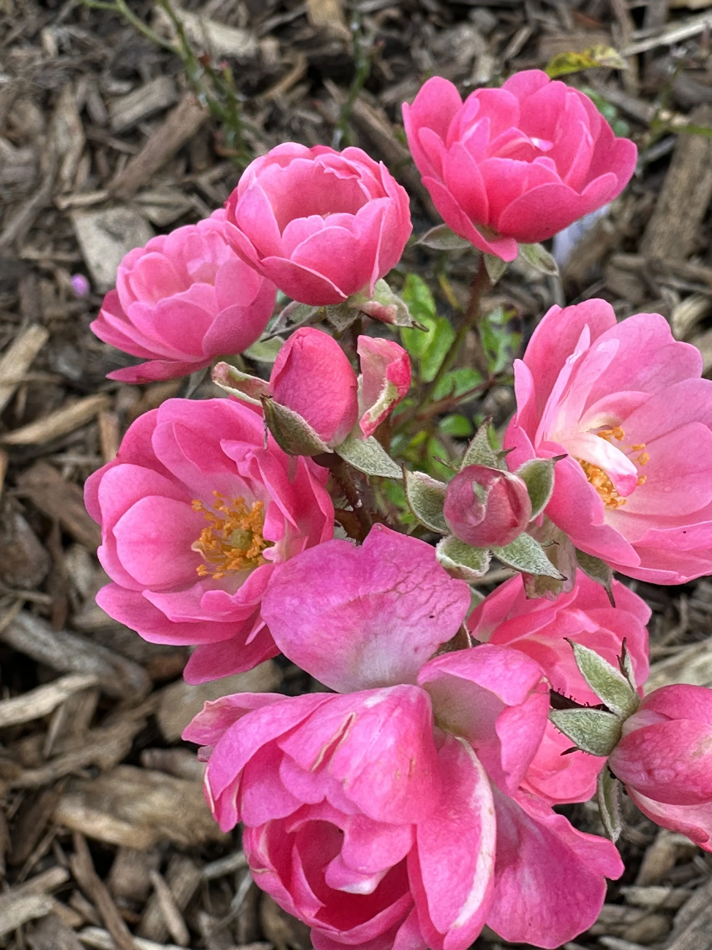 Diary of a Gardener January’s half over