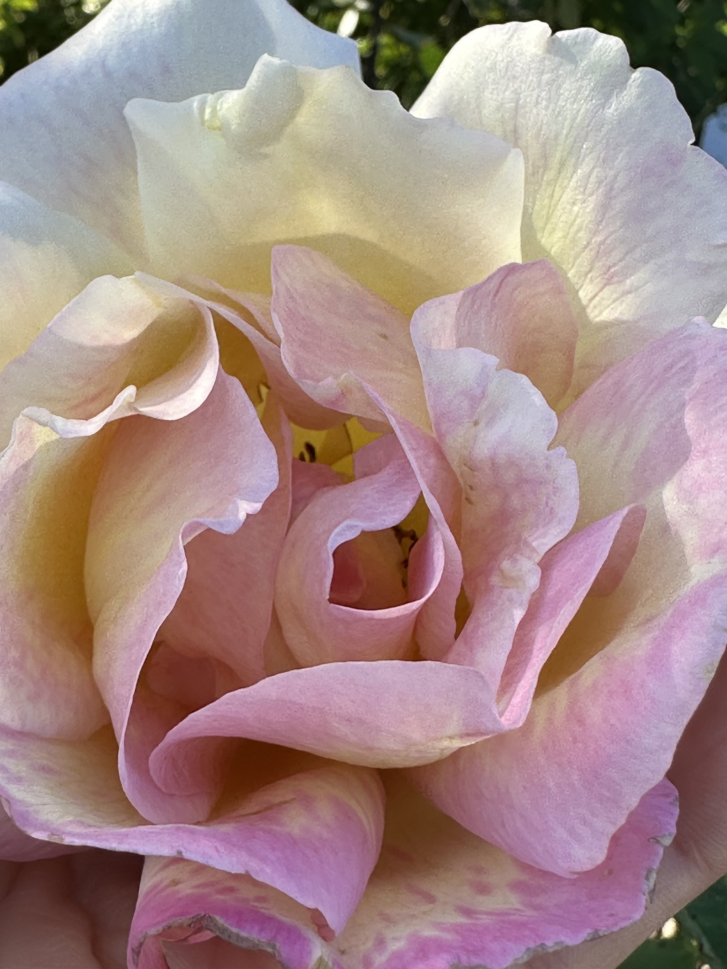 Diary of a Gardener Gratitude