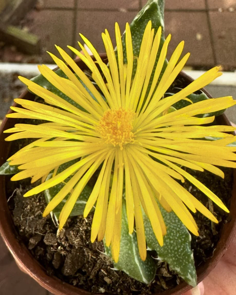 Diary of a Gardener Nourishing Rain