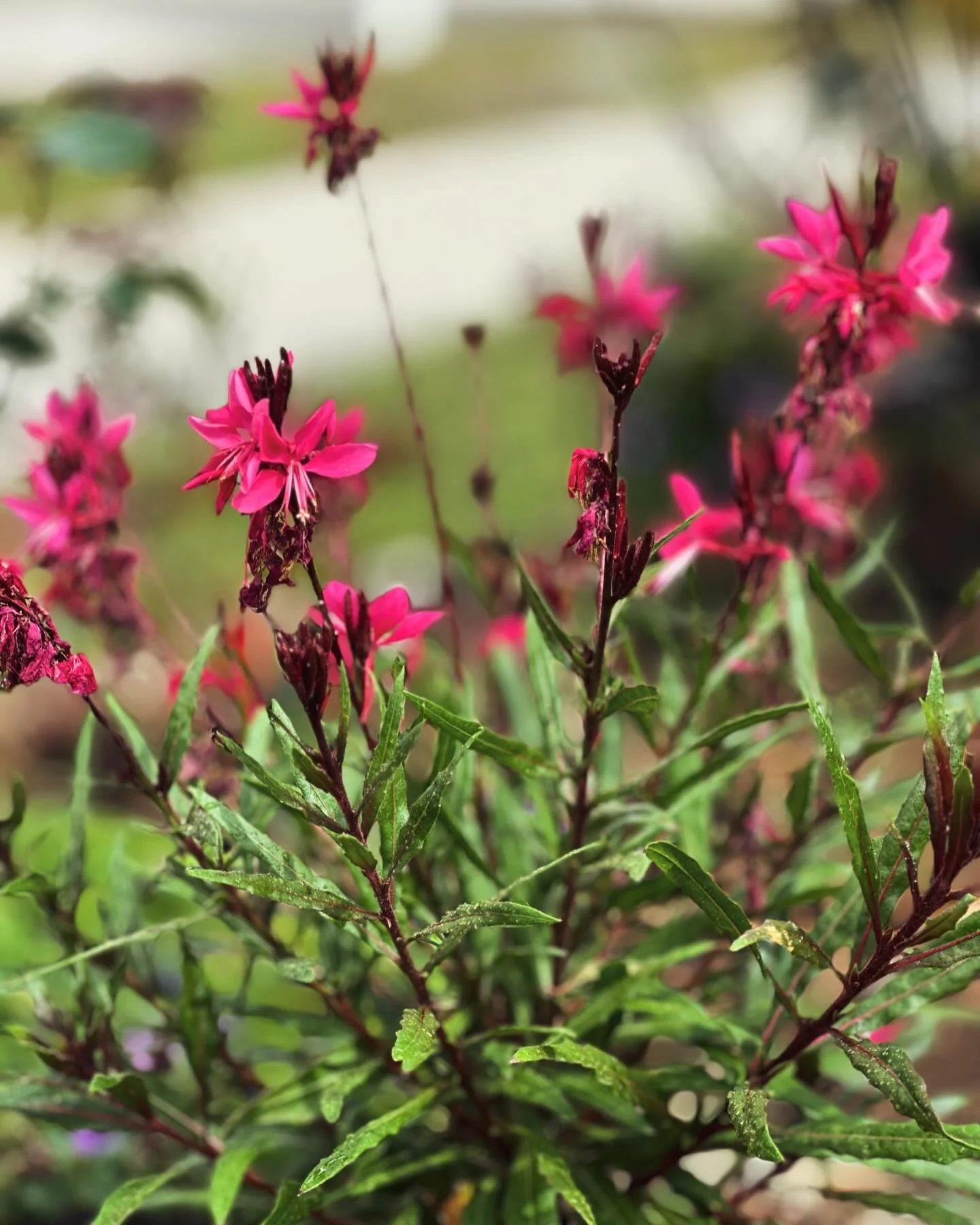 Diary of a Gardener Gardens are a work of art