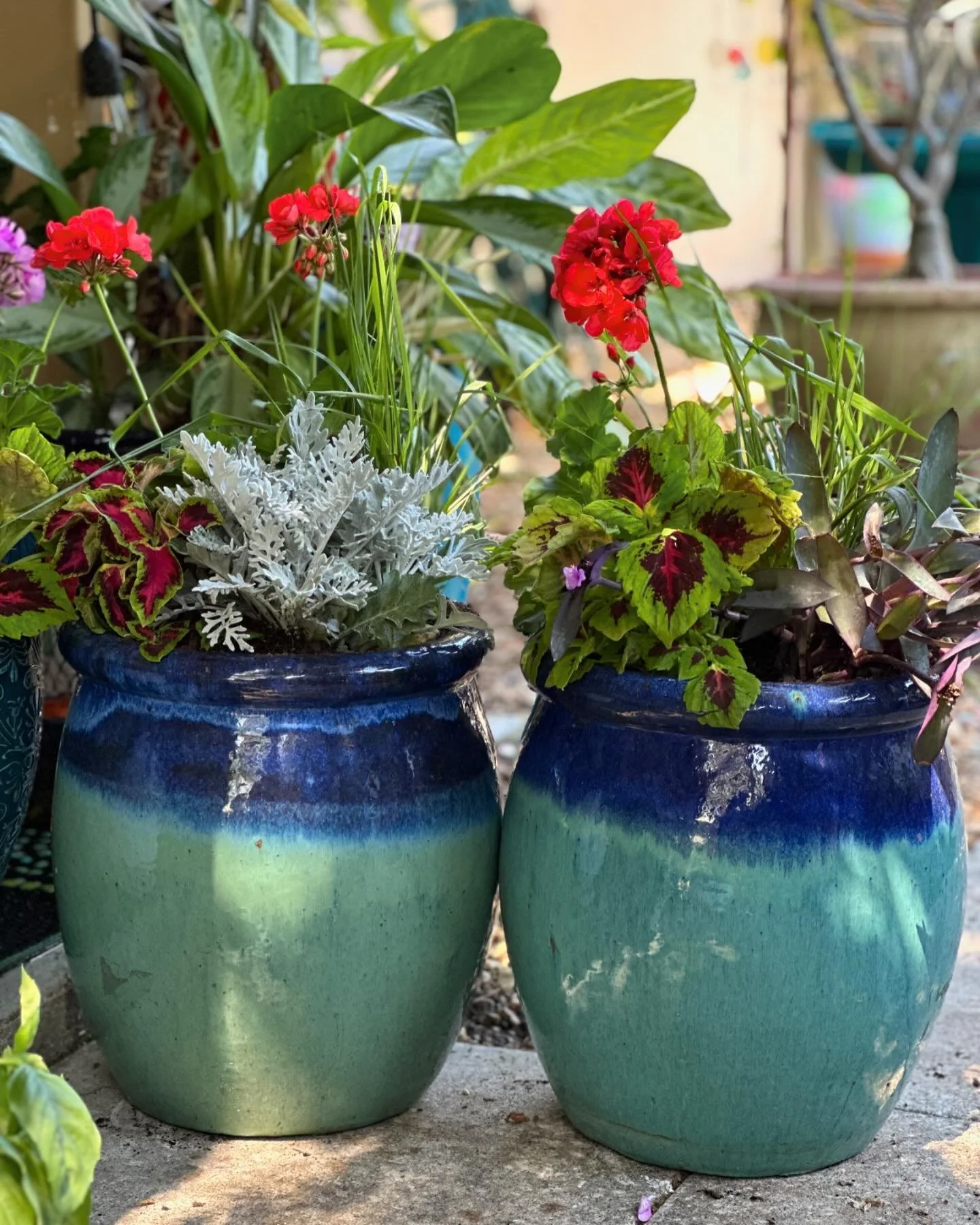 Diary of a Gardener I Don’t Like Tomaotes