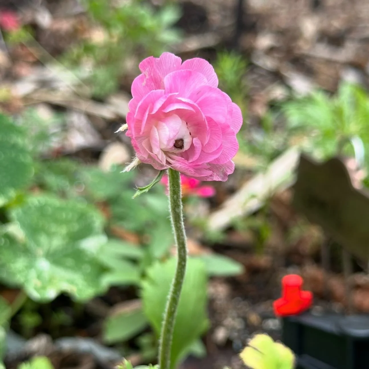 Diary of a Gardener - Why do you Garden?
