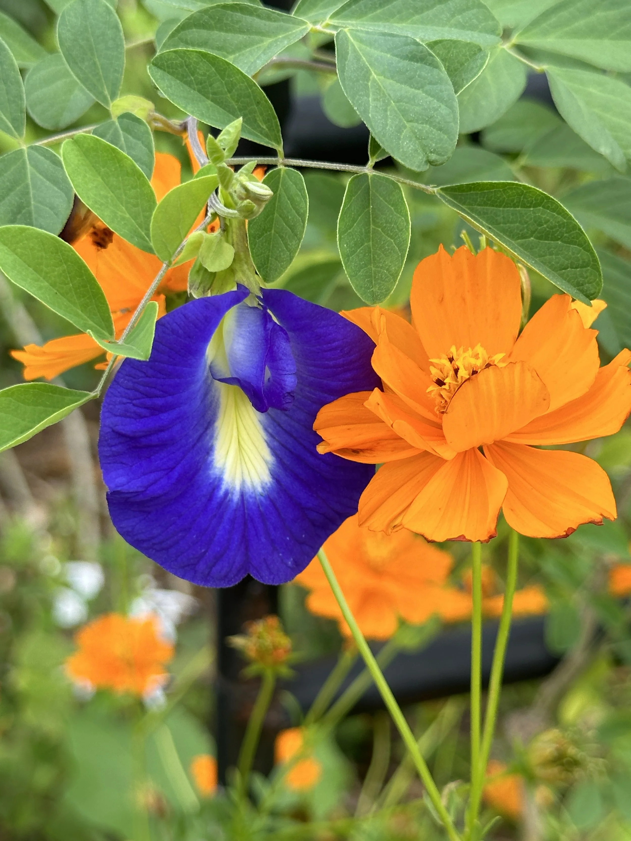 Diary of a Gardener Your Landscape is Artwork