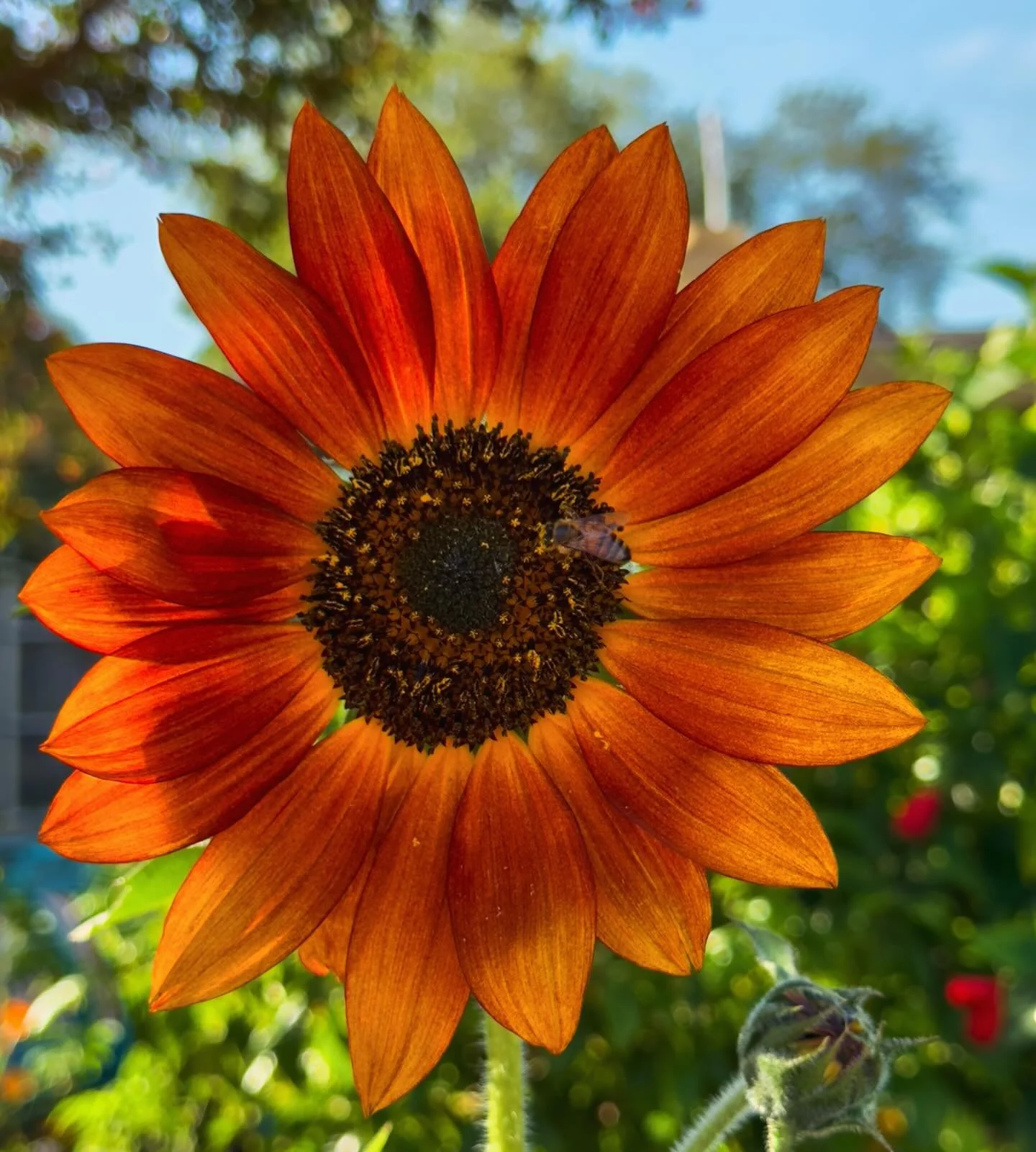 Diary of a Gardener It’s getting Warm