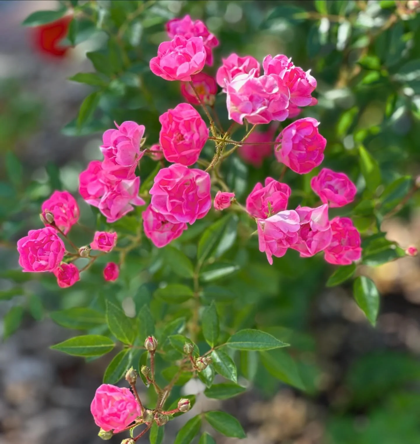 Diary of a Gardener I’m Taking a Trip 