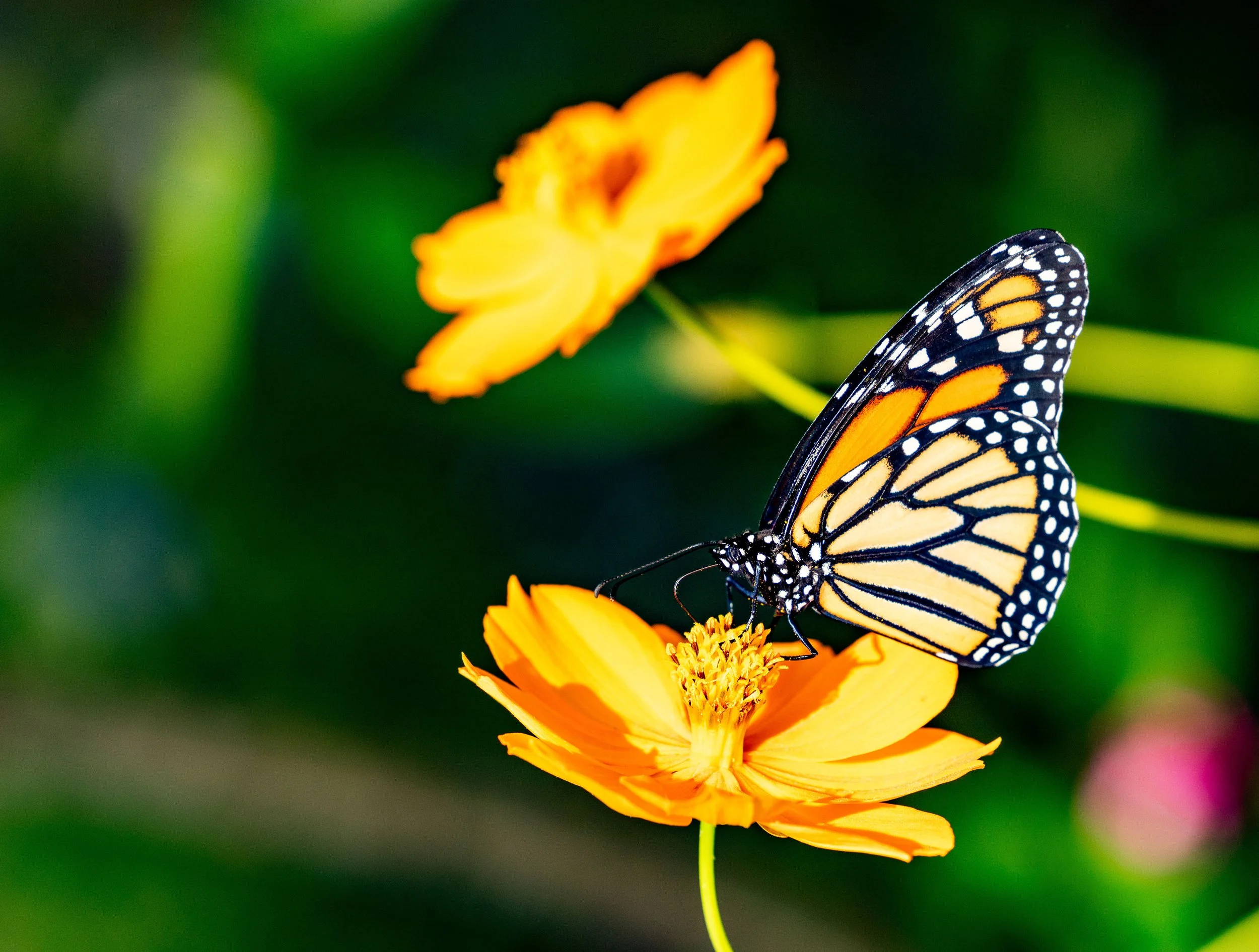 Diary of a Gardener Protect Mother Earth 