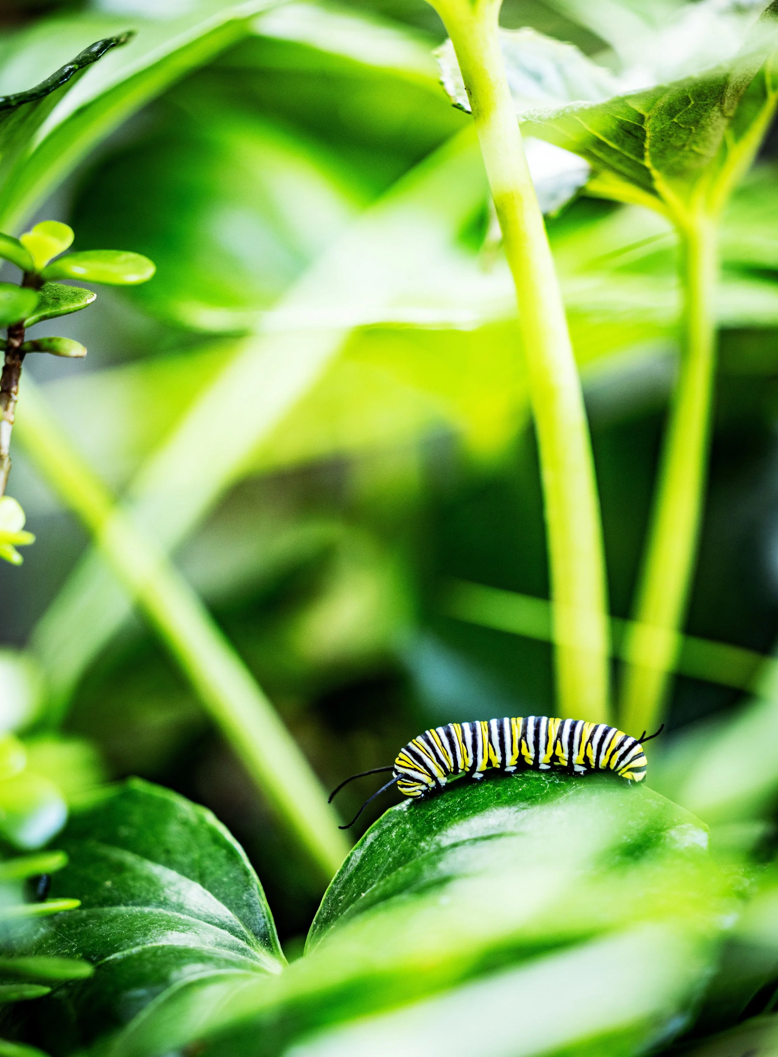 Diary of a Gardener - Mentors
