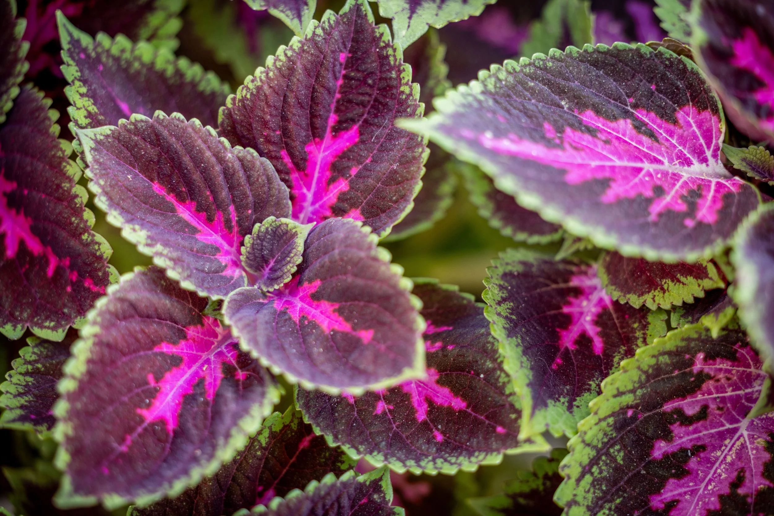 Diary of a Gardener Avoid Planting an Assortment of Colorful Chocolates