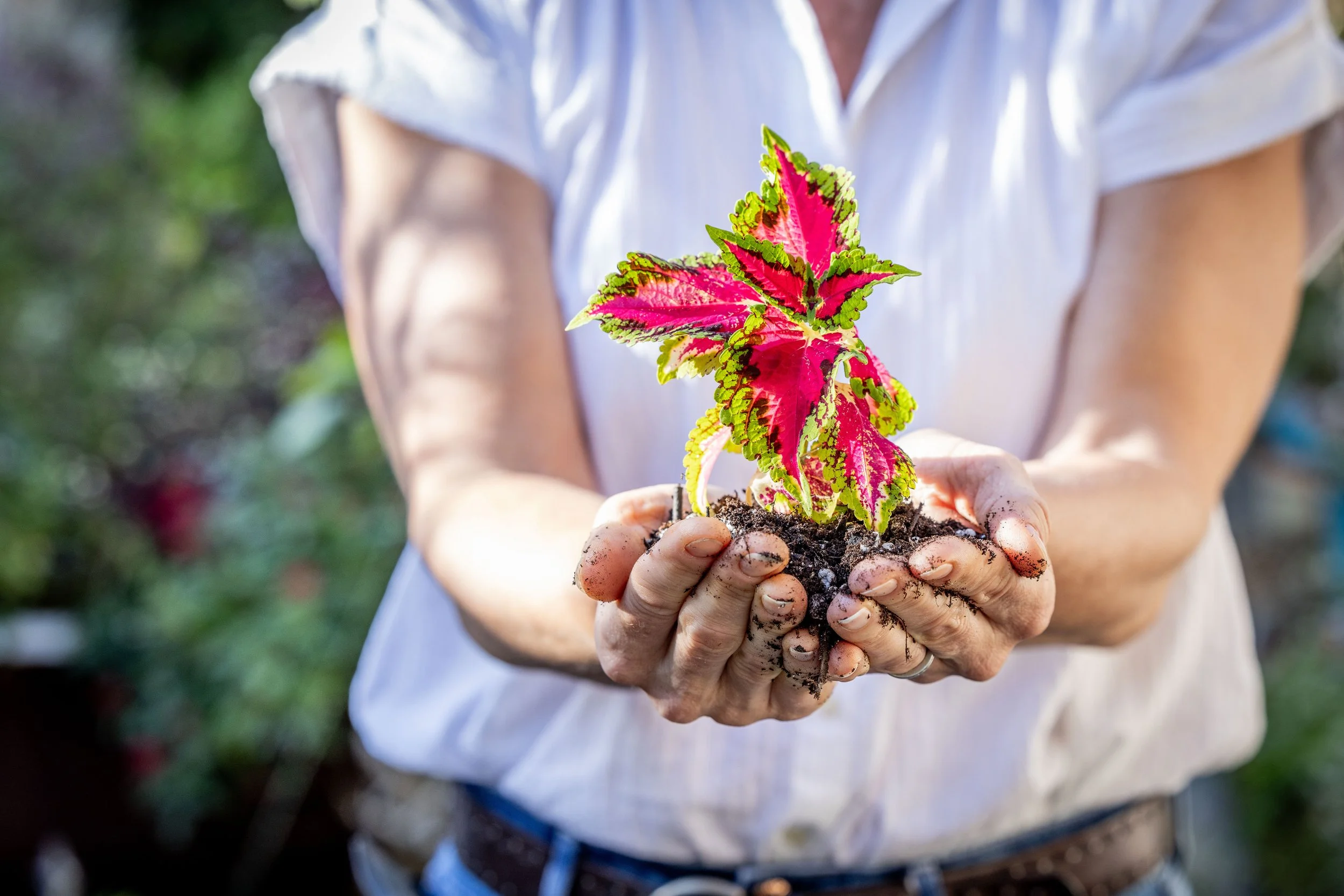 Diary of a Gardener Gratitude