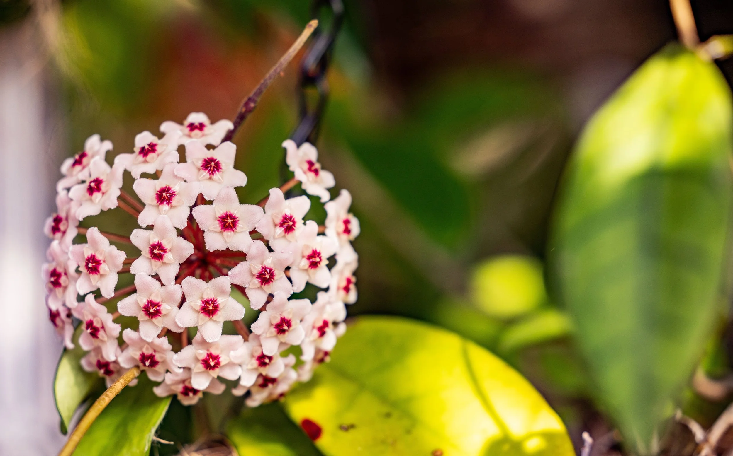 Diary of A Gardener Big Announcements 
